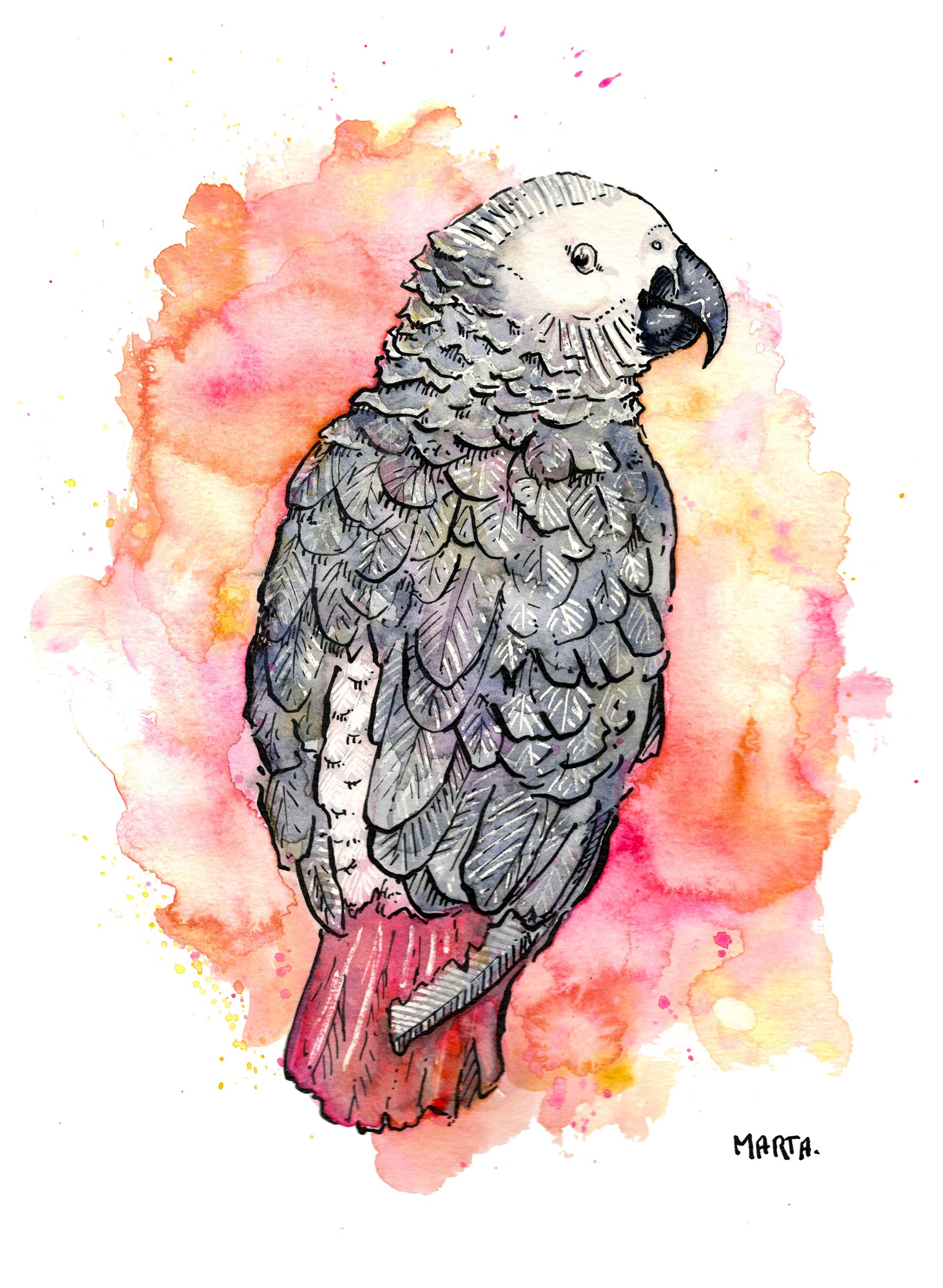 Commission Alex Parrot.jpg