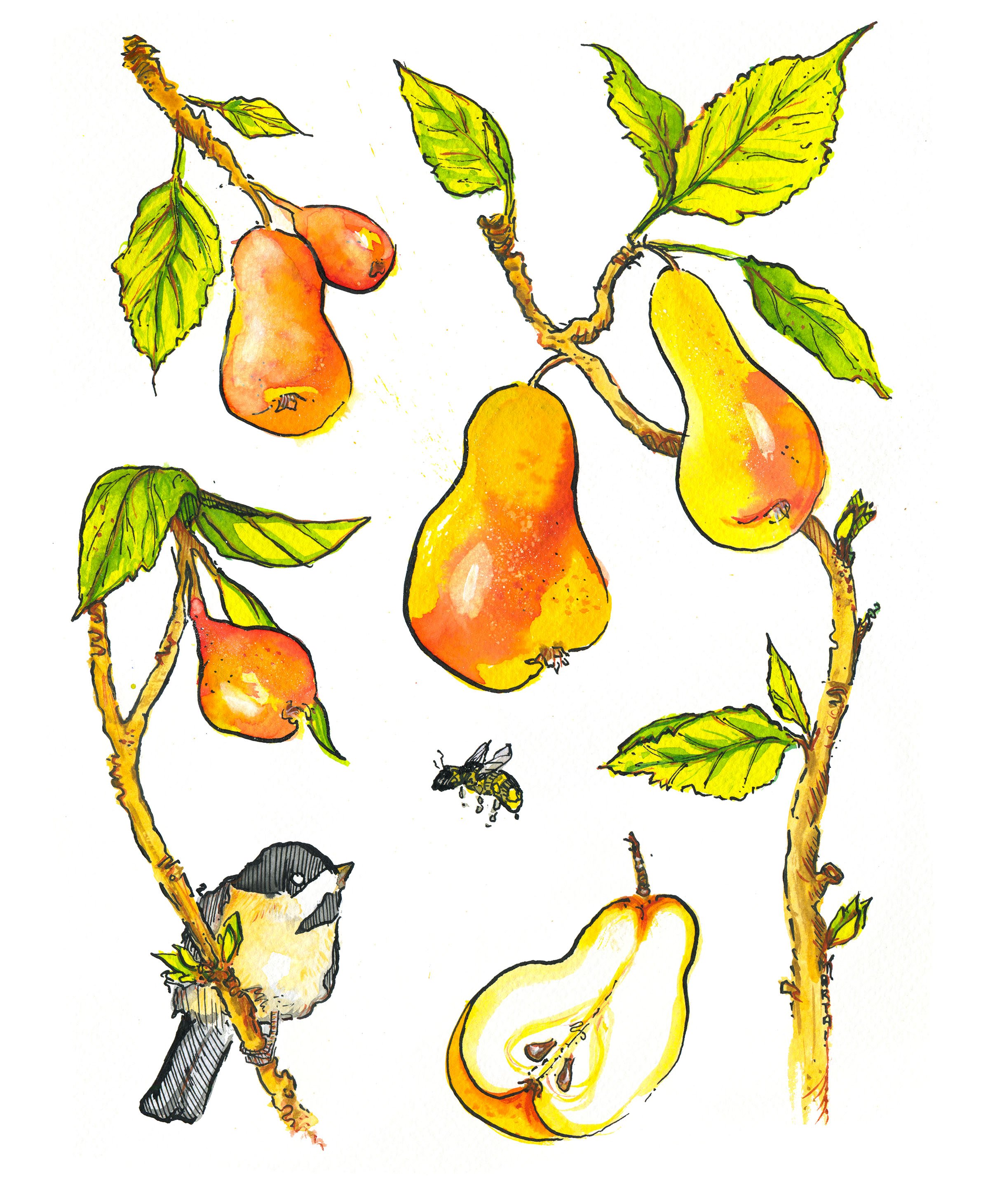 Chickadee Pears.jpg