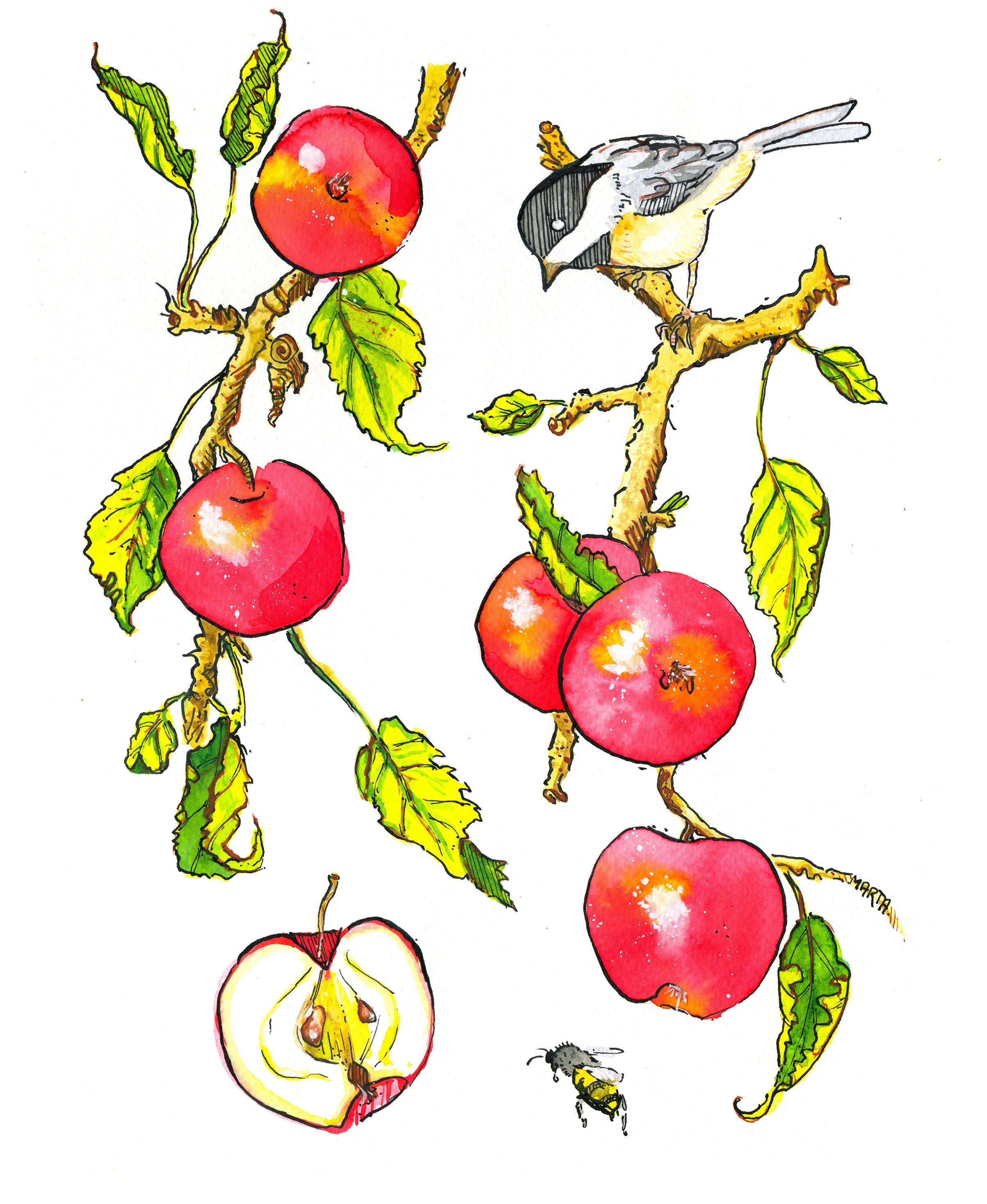 Chickadee Apples.jpg