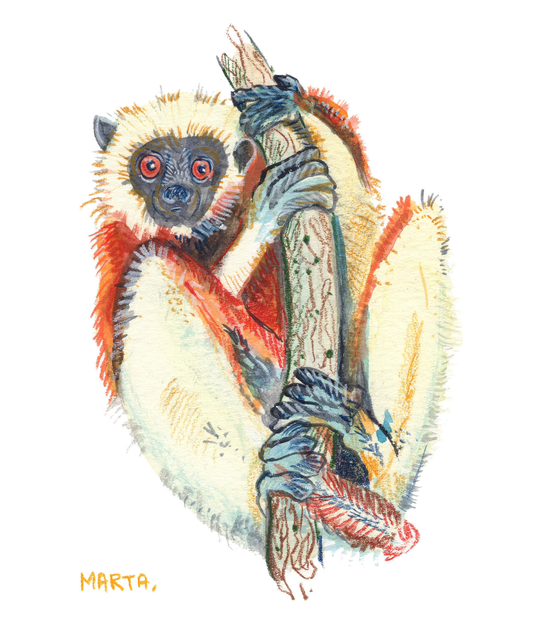 Sifaka clean IG post.png