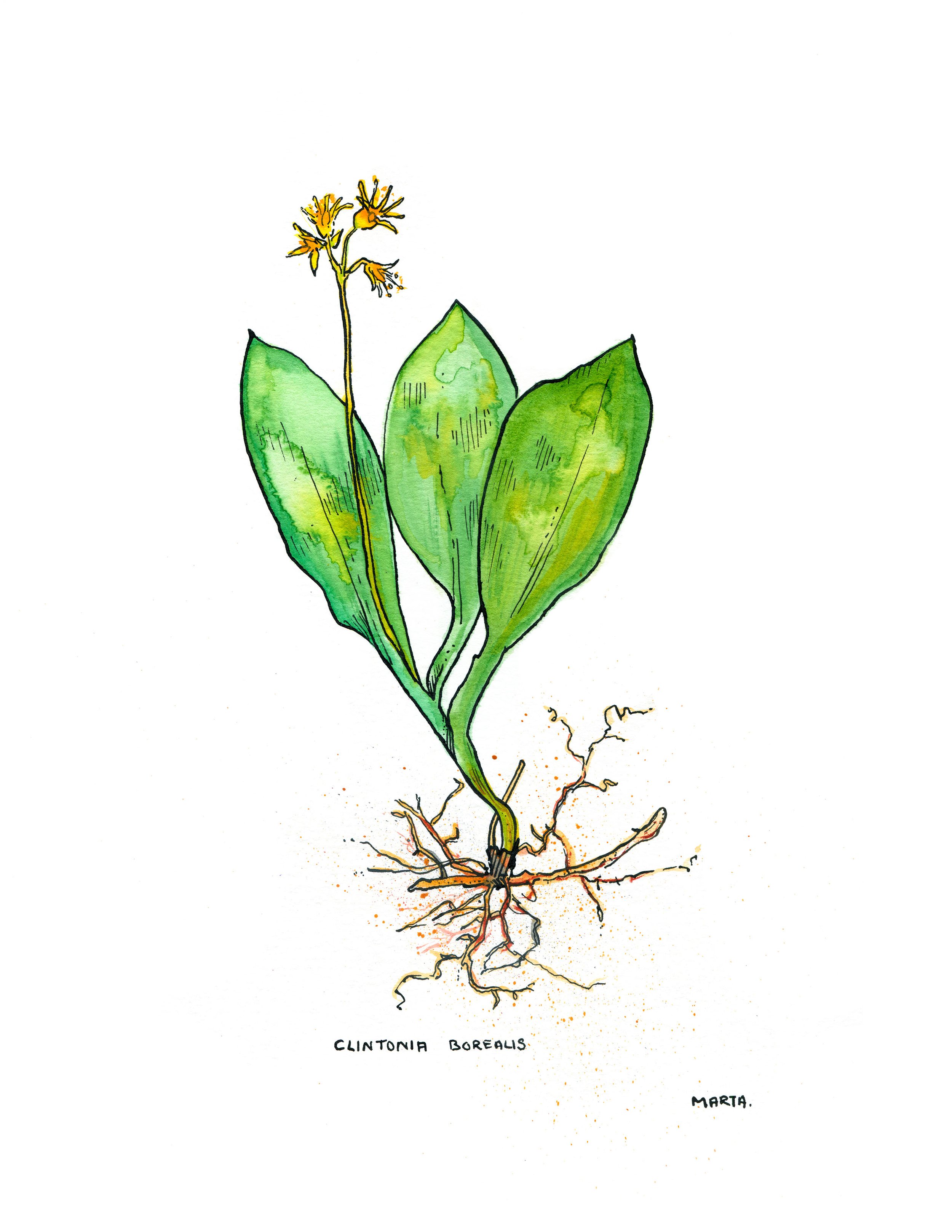 2019 Quebec Botanicals Clintonia borealis.jpg