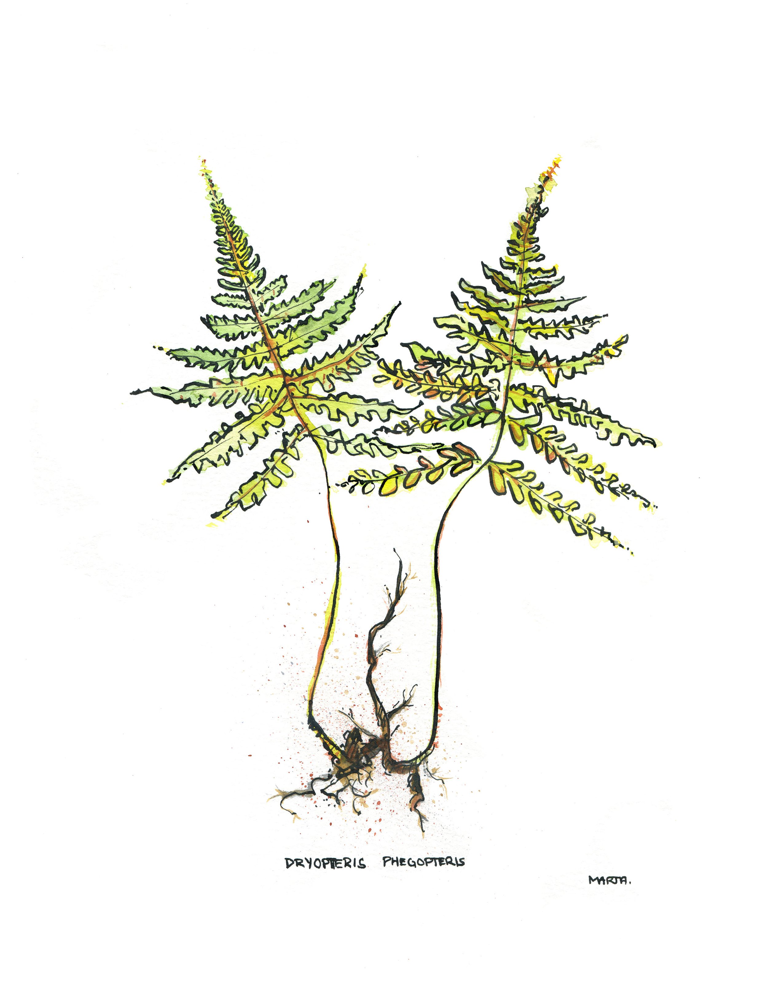 2019 Quebec Botanicals Dryopteris phegopteris.jpg
