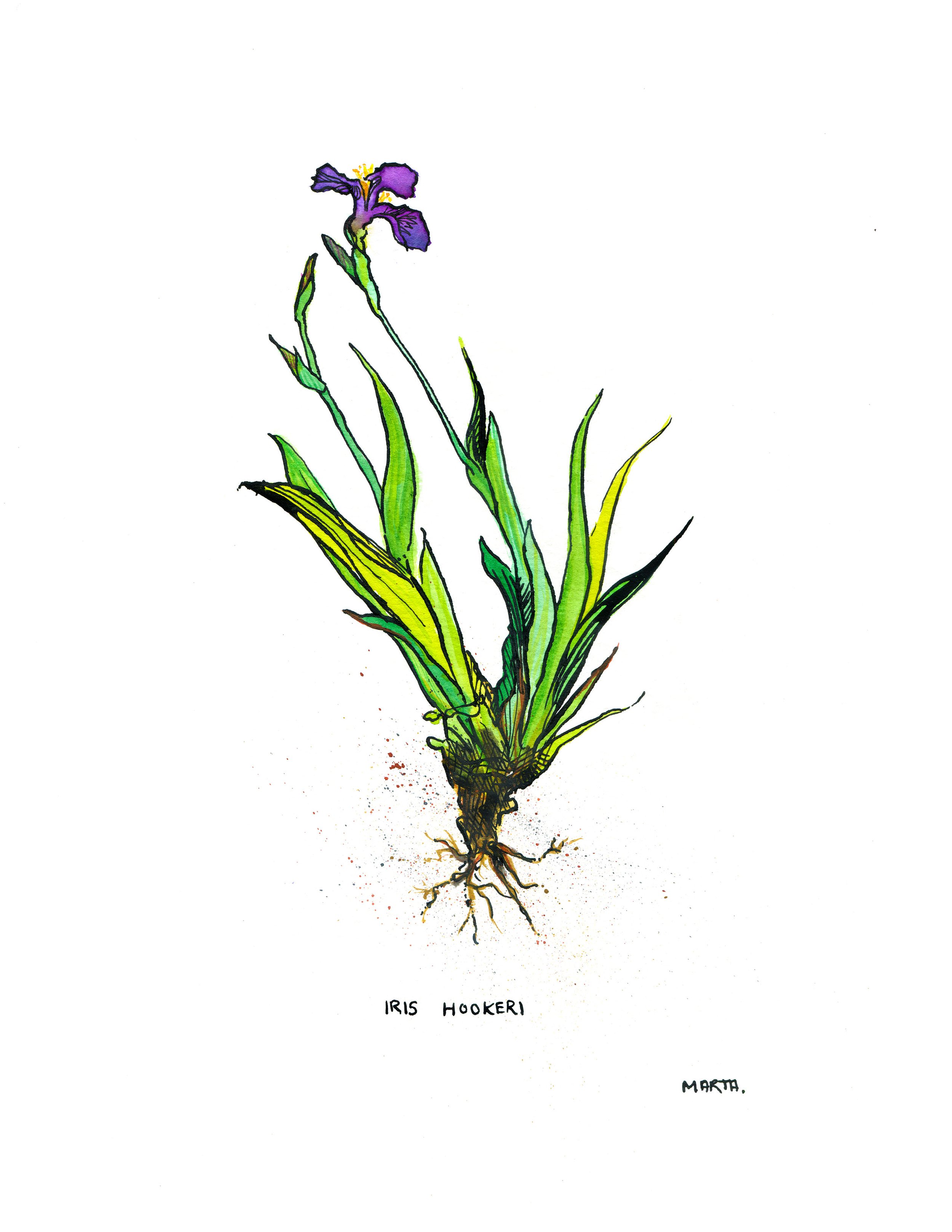 2019 Quebec Botanicals Iris hookeri.jpg