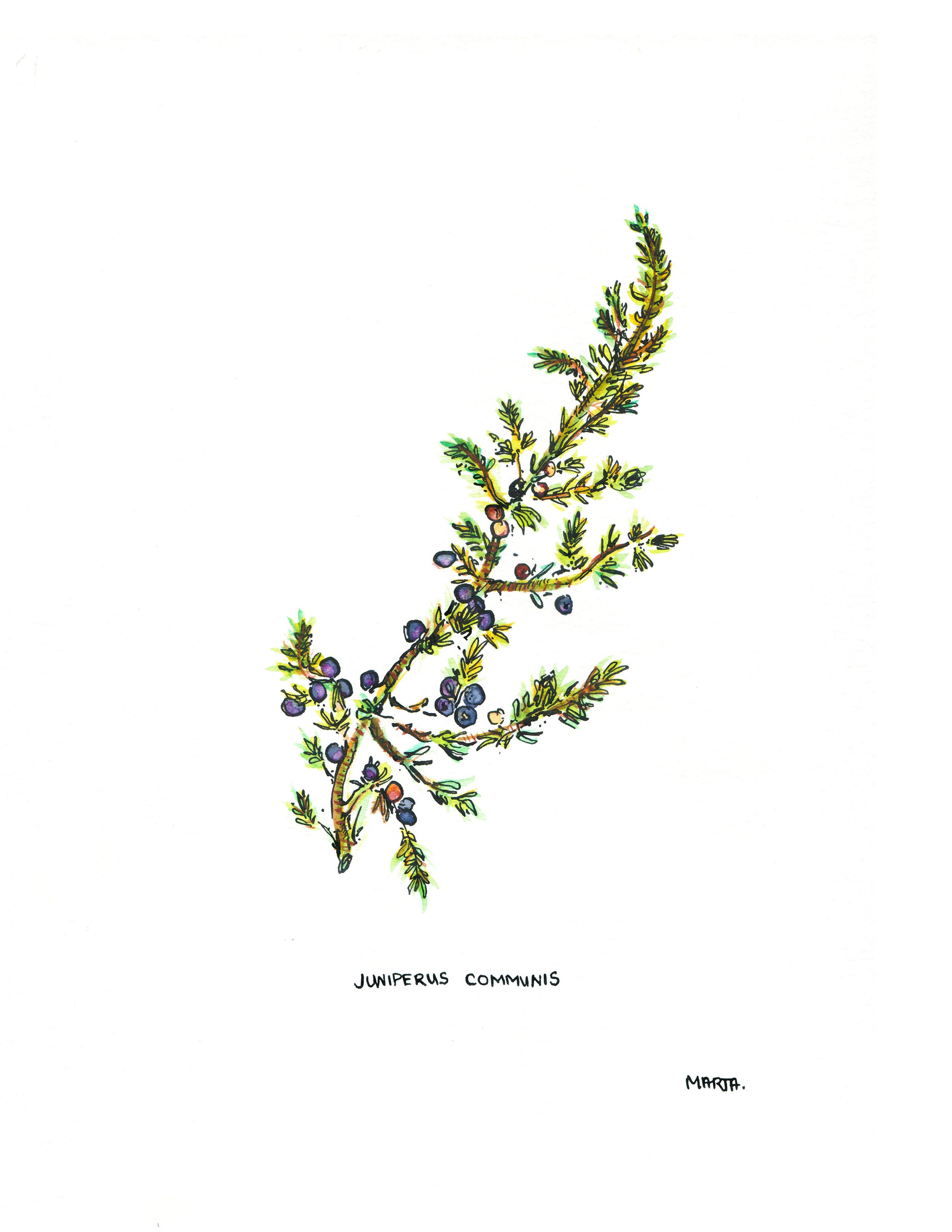 2019 Quebec Botanicals Juniperus communis.jpg