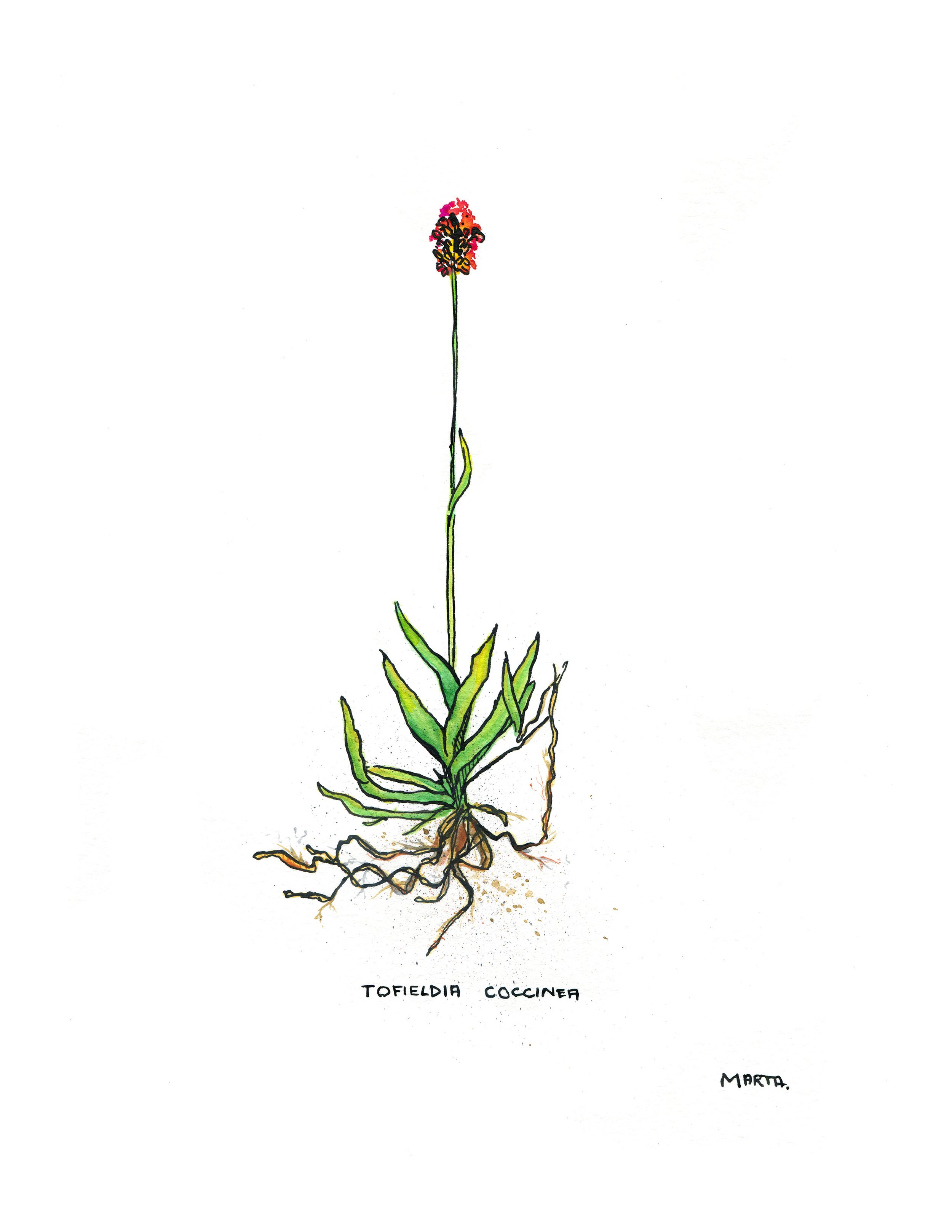 2019 Quebec Botanicals Tofieldia coccinea.jpg