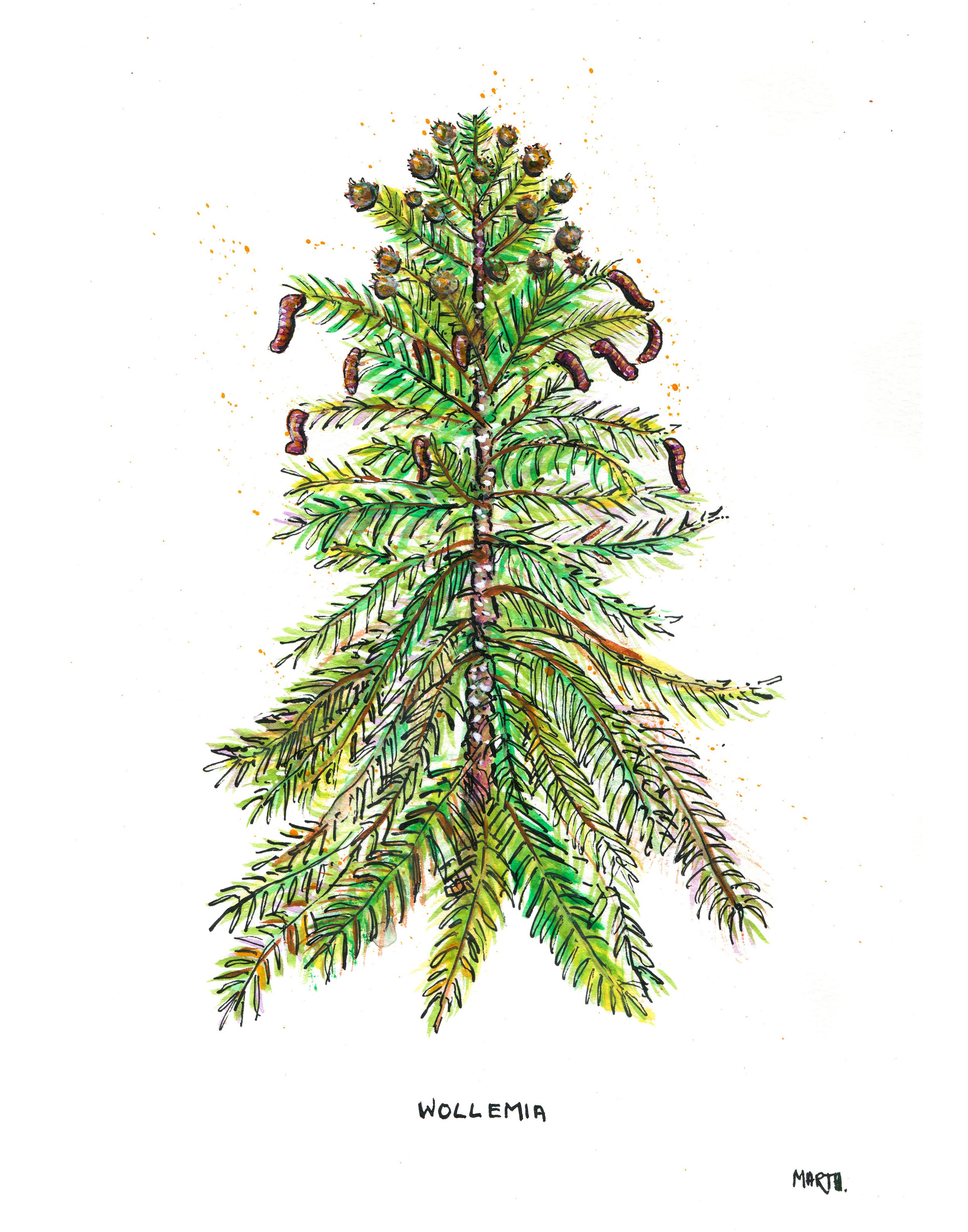 2019 Paleoctober Day 14 Conifer - Wollemia clean IG post.jpg