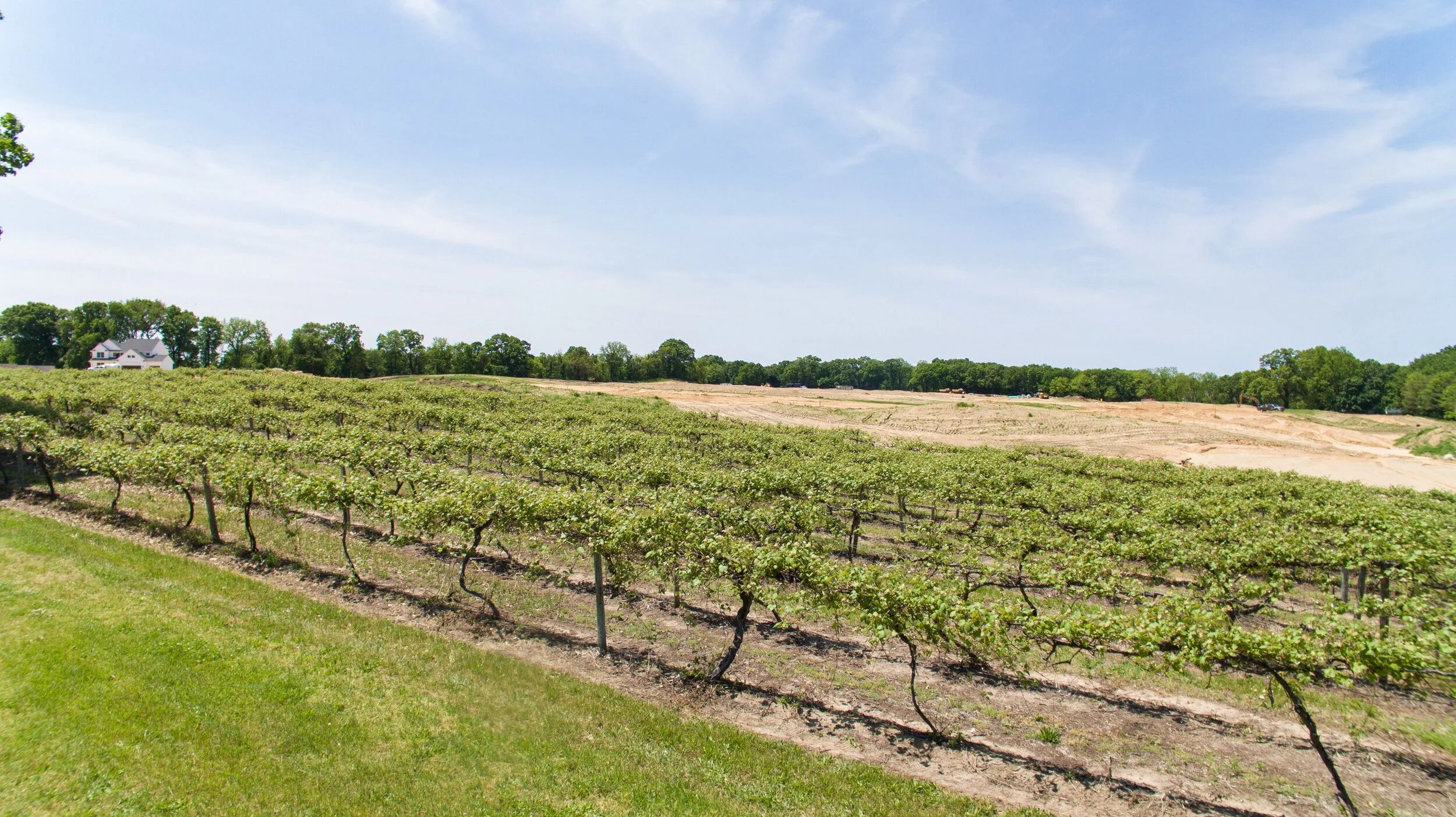 Turning Stone Vineyard Views