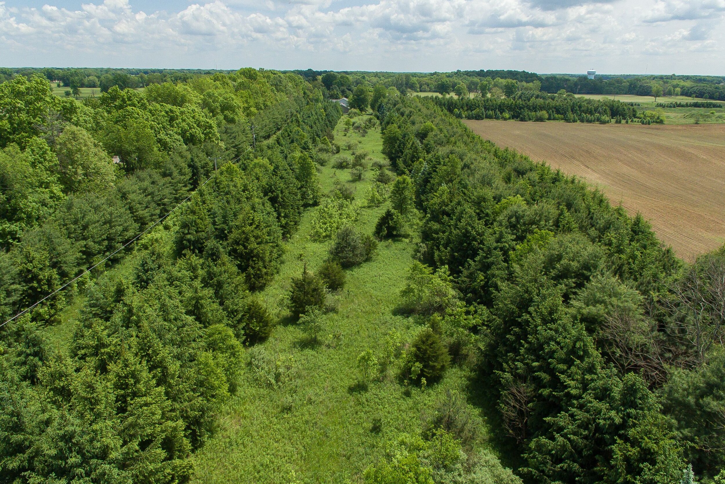 Meadowshire_Drone shot_Line of pine trees 6.jpg