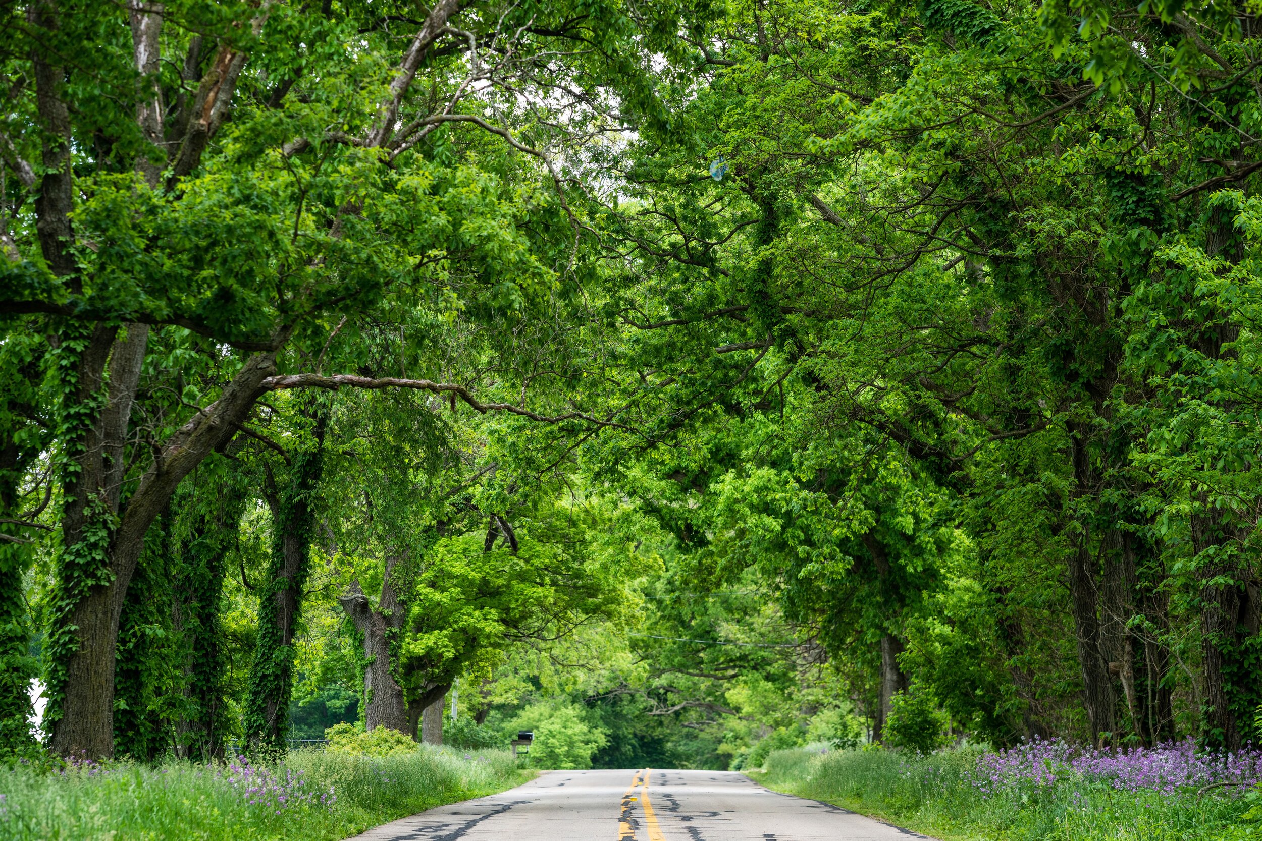 Meadowshire_Streetscape 5.jpg