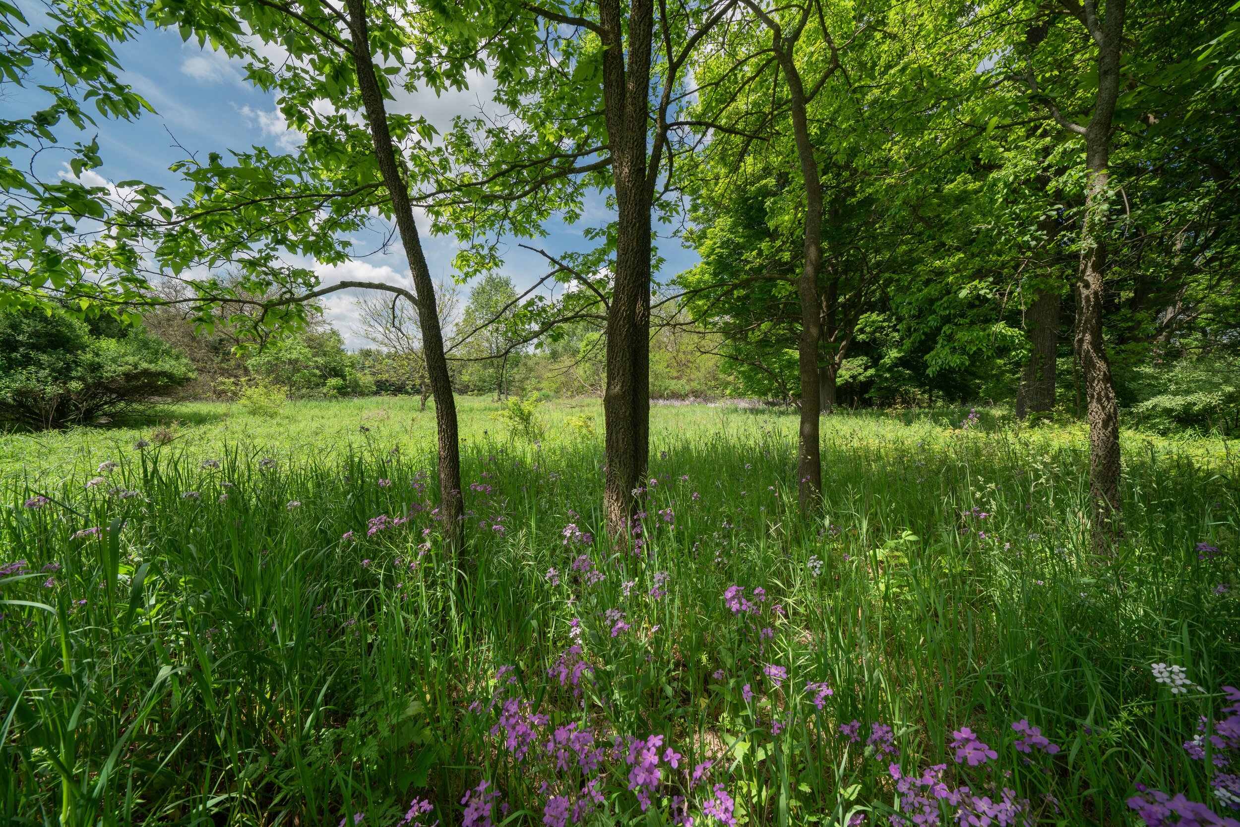 Meadowshire_Through the trees.jpg