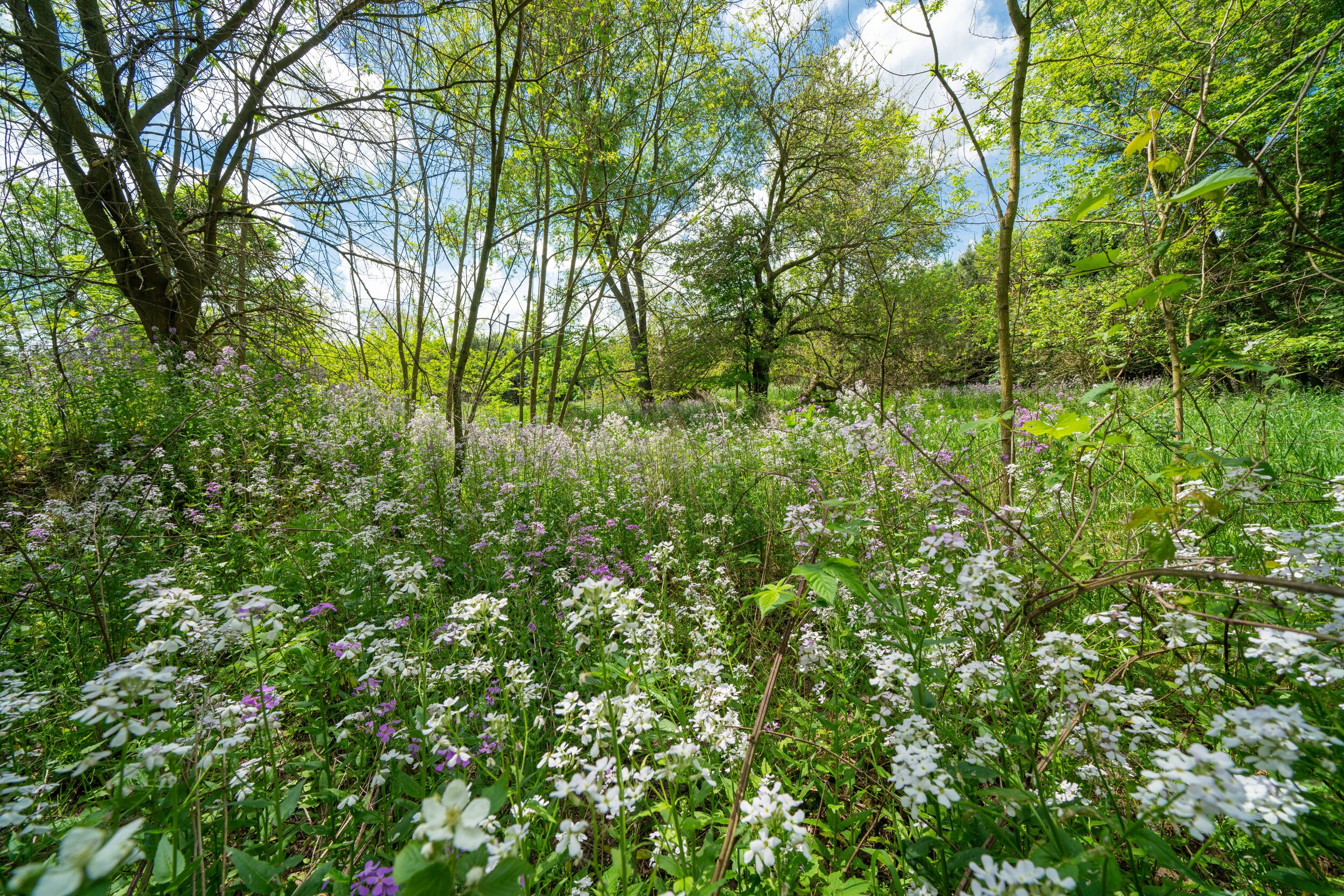 Meadowshire_Wildflowers 1.jpg