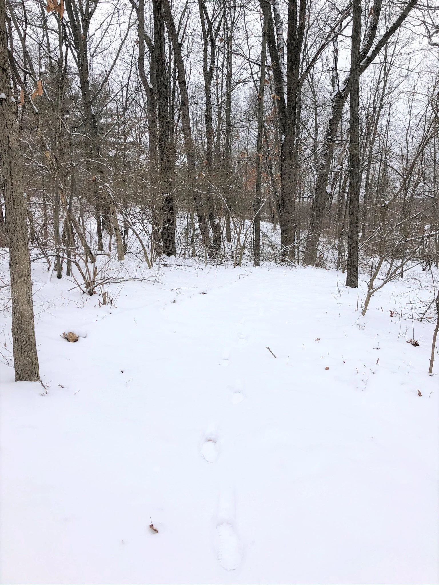 Walking trail 5.jpeg