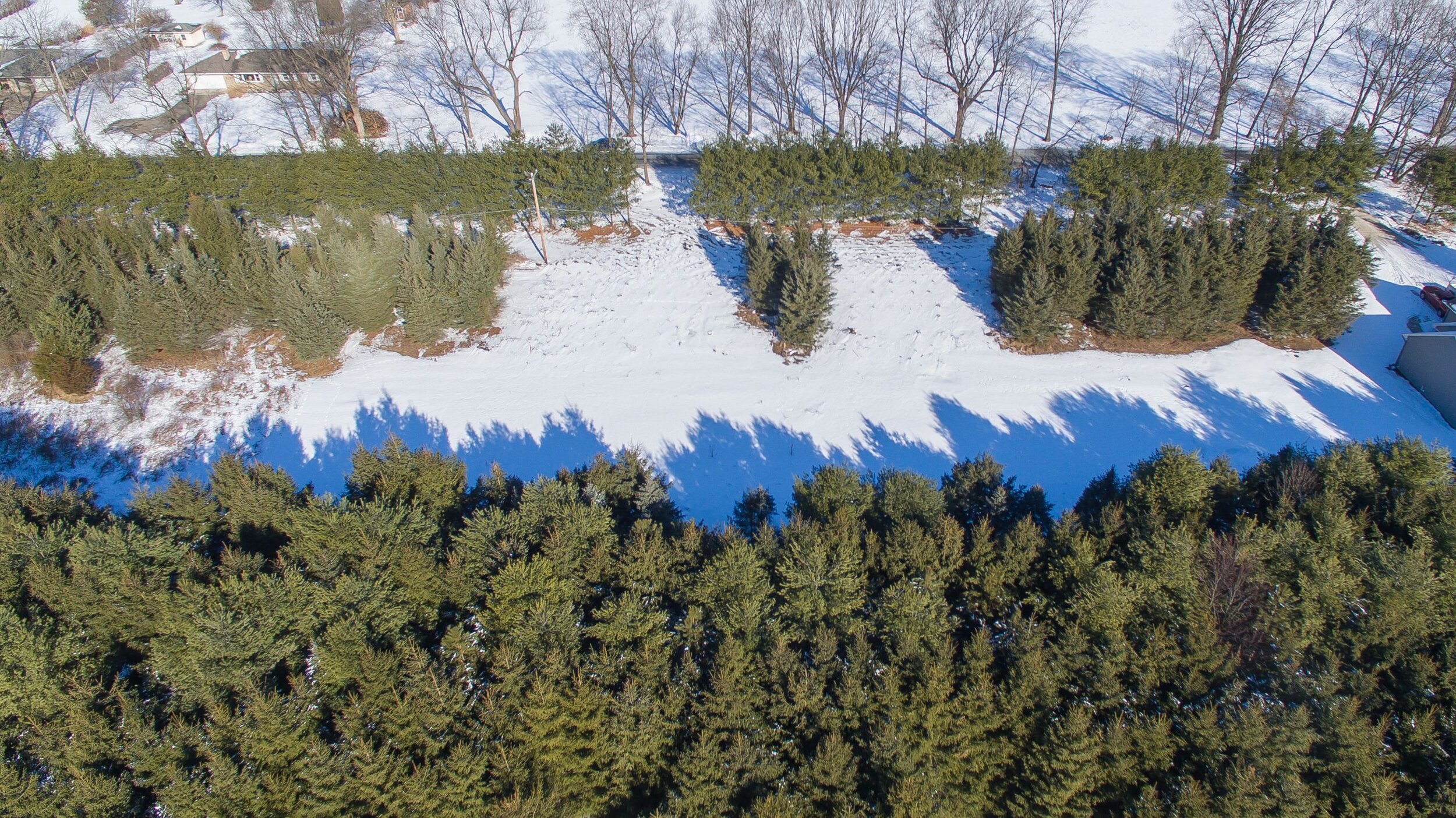 Meadowshire_Winter_Drone shot_Pine trees 14.jpg
