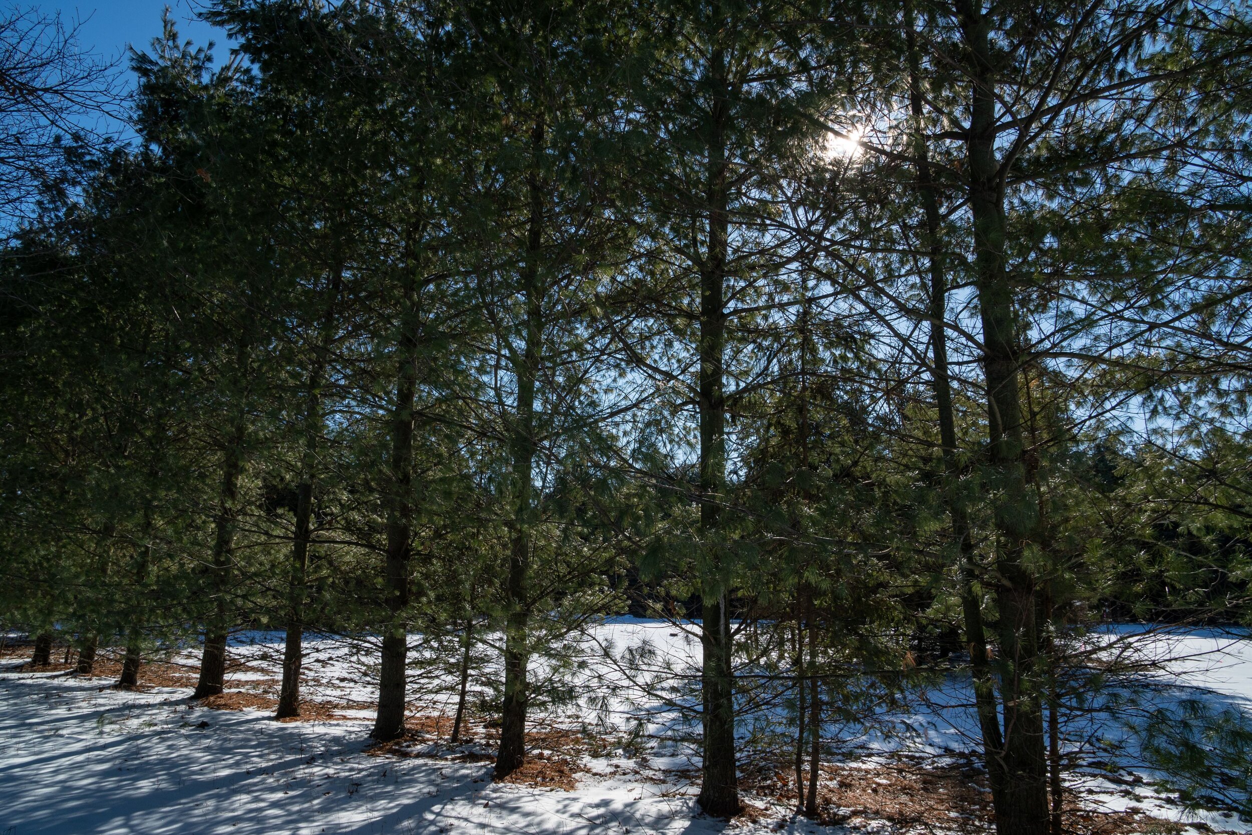 Meadowshire_Winter_Pine trees 1.jpg
