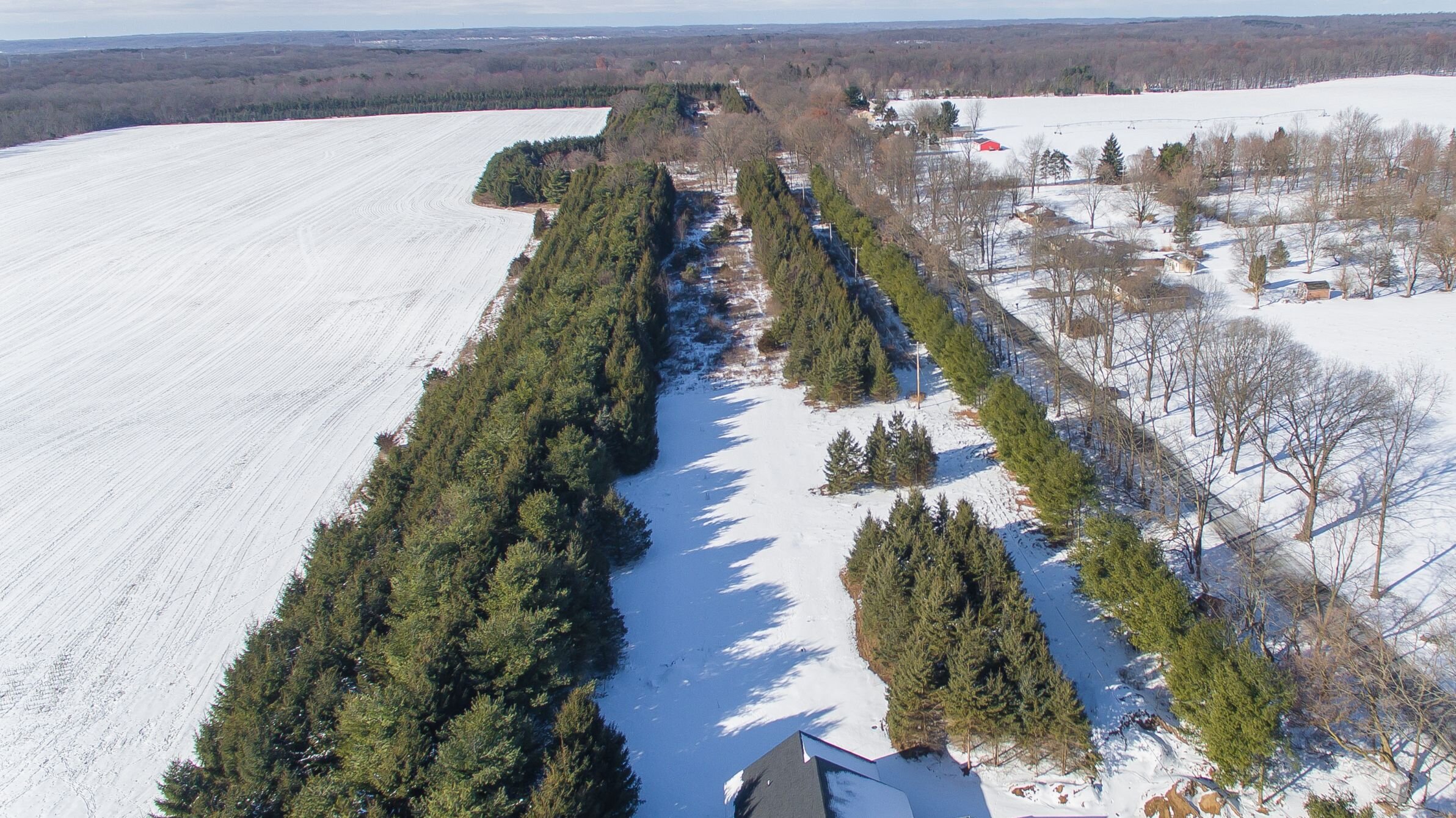 Meadowshire_Winter_Drone shot_Pine trees 6.jpg