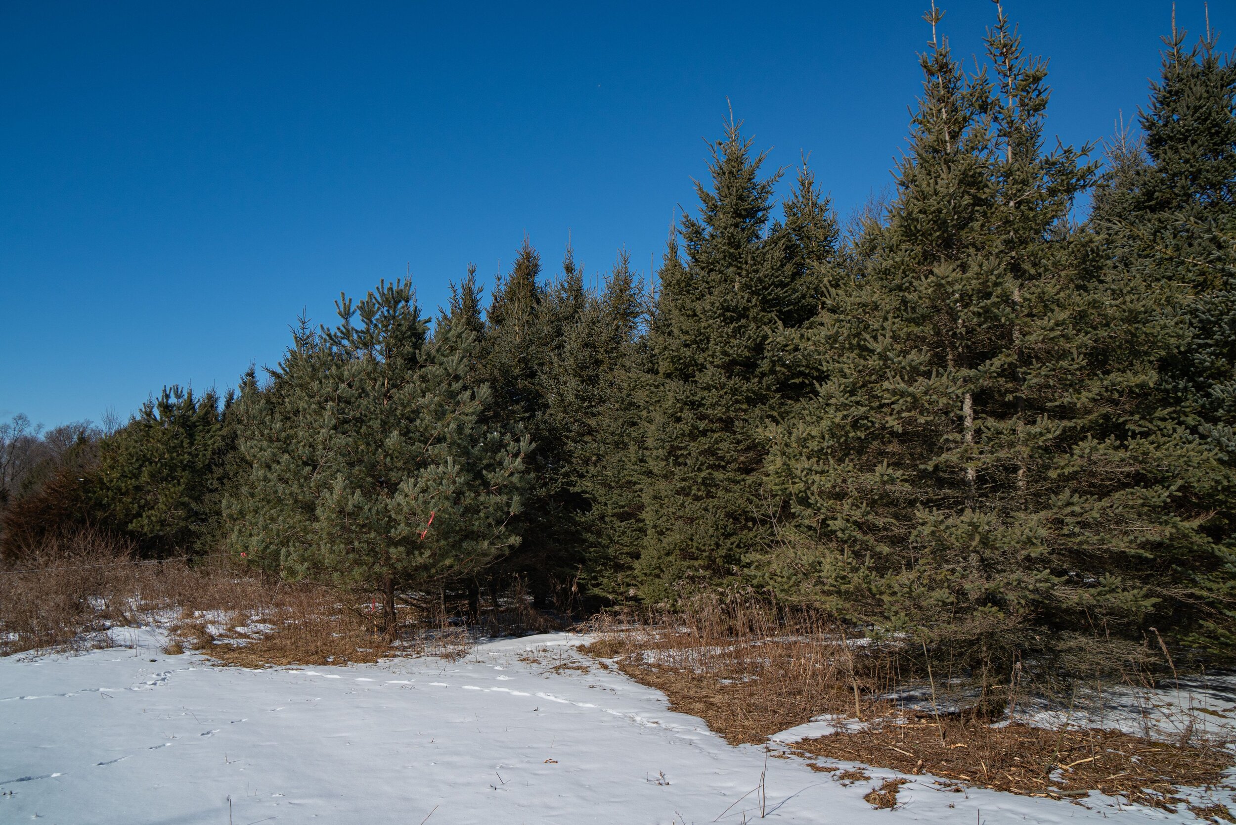 Meadowshire_Winter_Pine trees 2.jpg