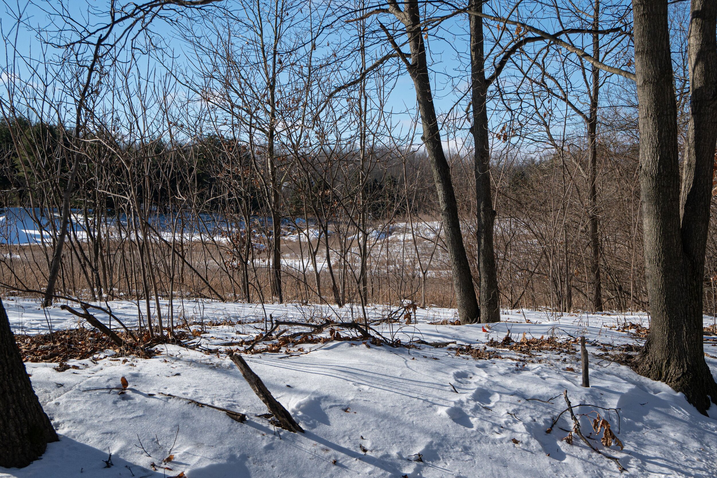 Marshes_Winter_Wooded view 2.jpg