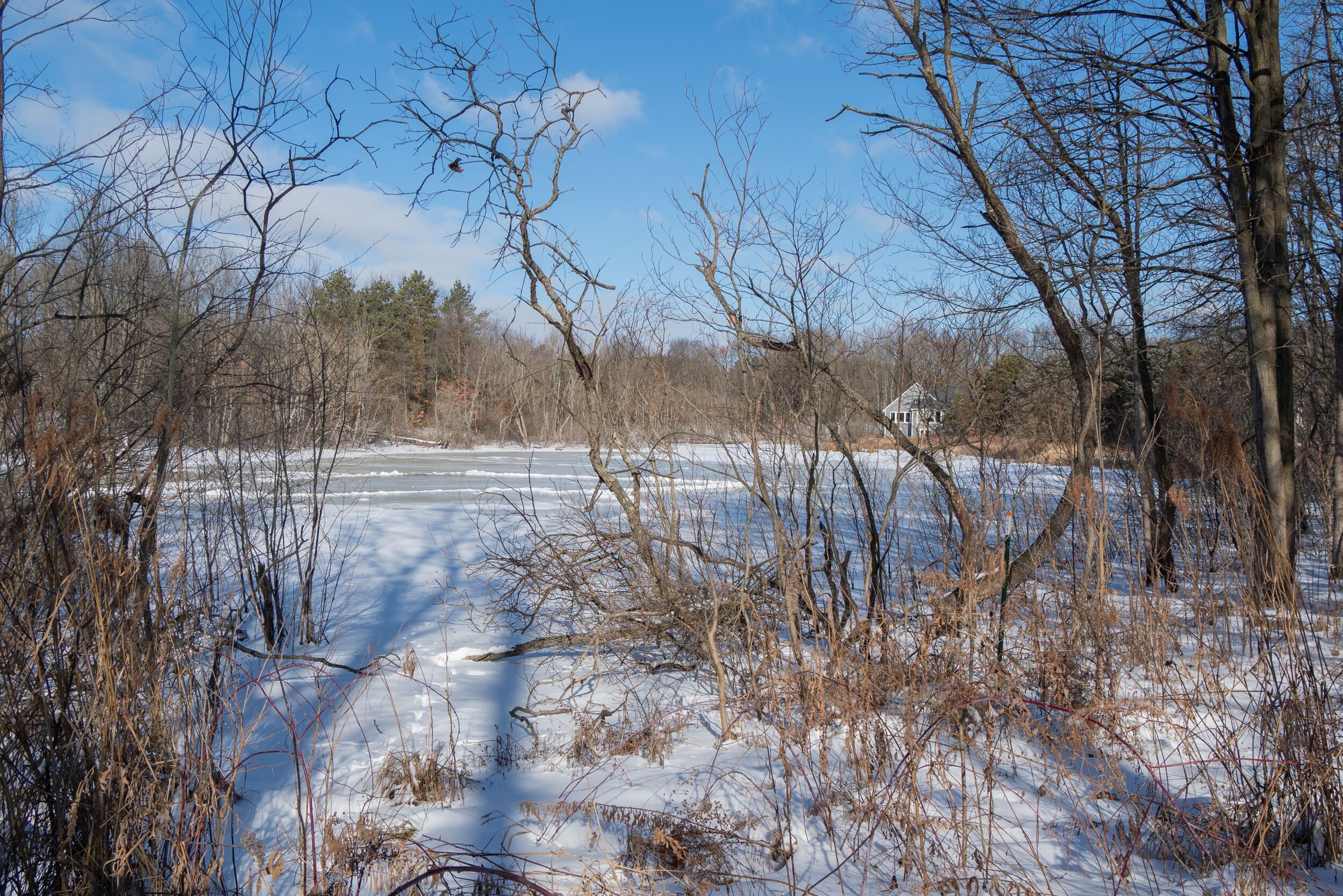 Marshes_Winter_Wooded view_Pond view.jpg