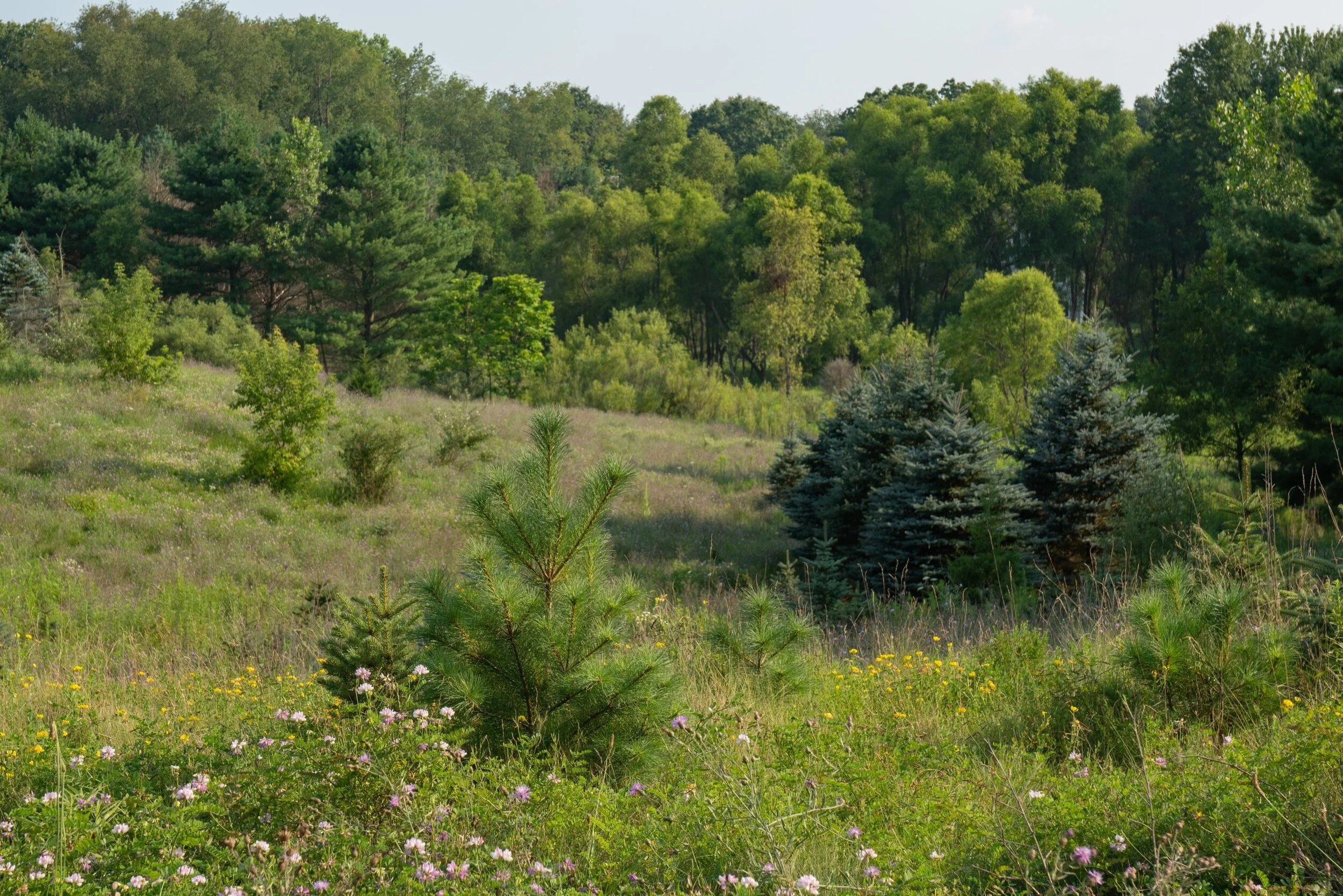TreeLine1.jpg