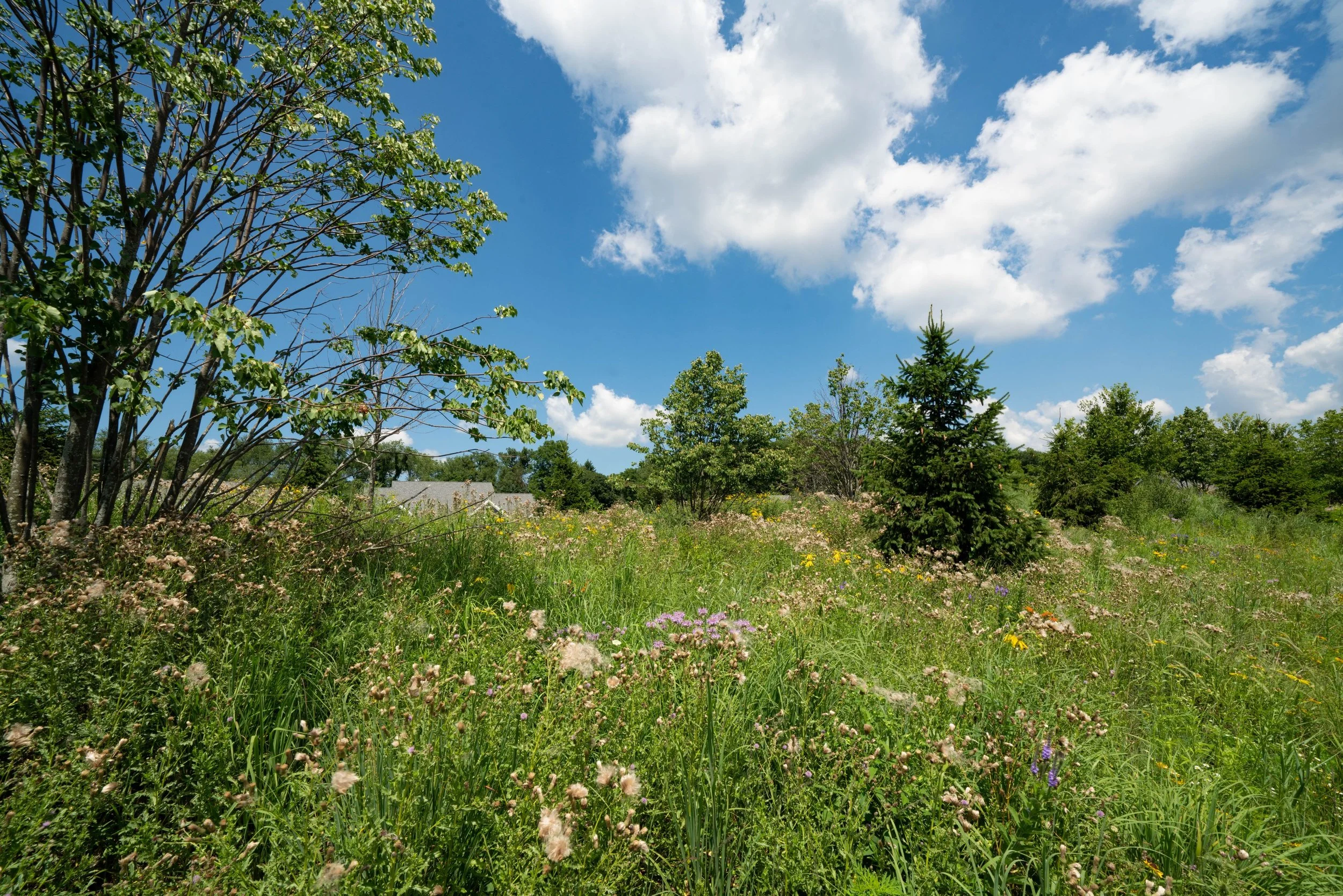 WW-04-158 Daisy Meadow View 2.jpg
