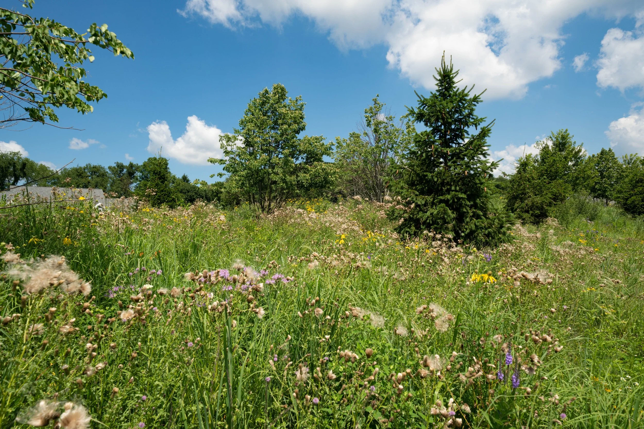 WW-04-158 Meadow View.jpg