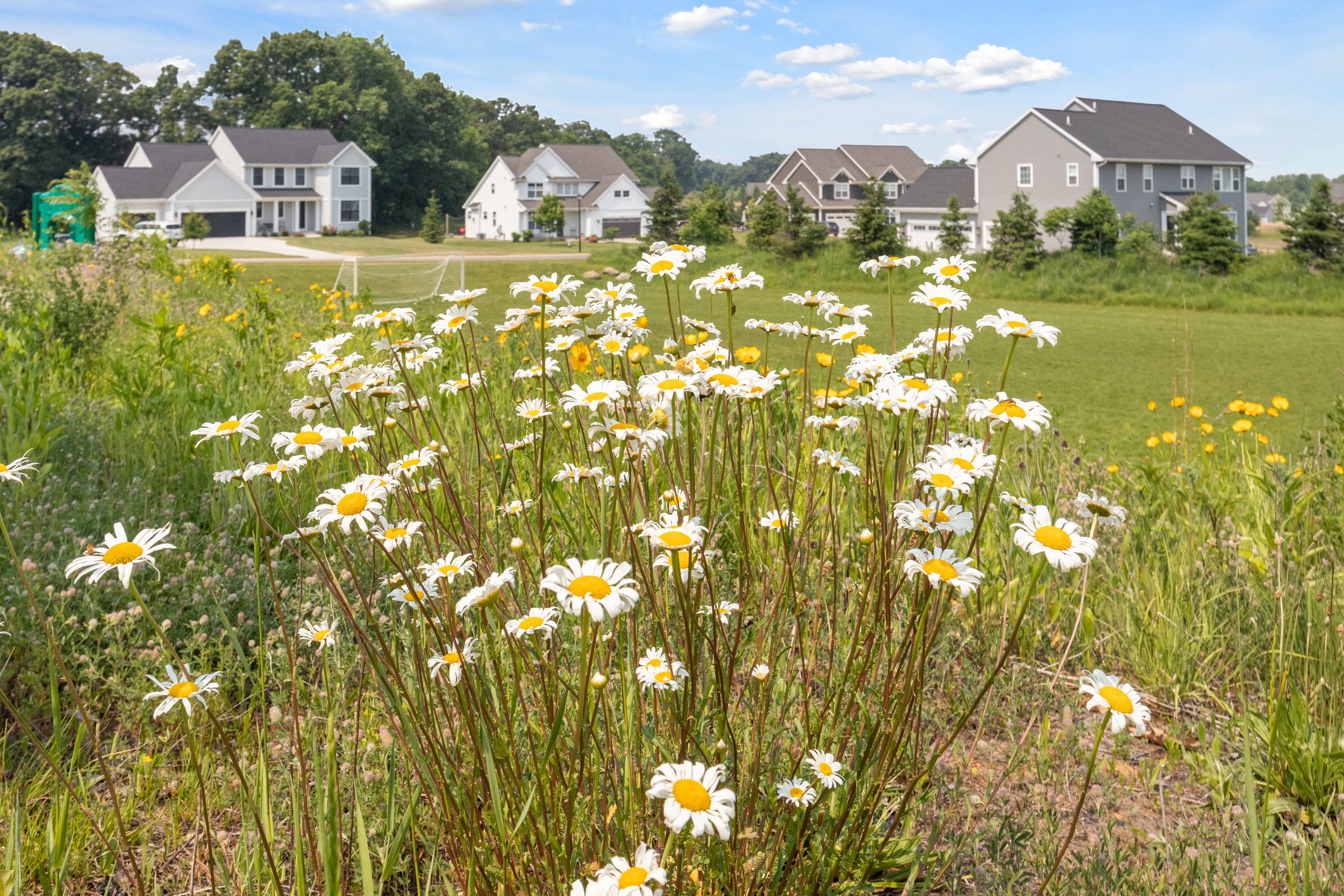 TS Filed Flowers.jpg