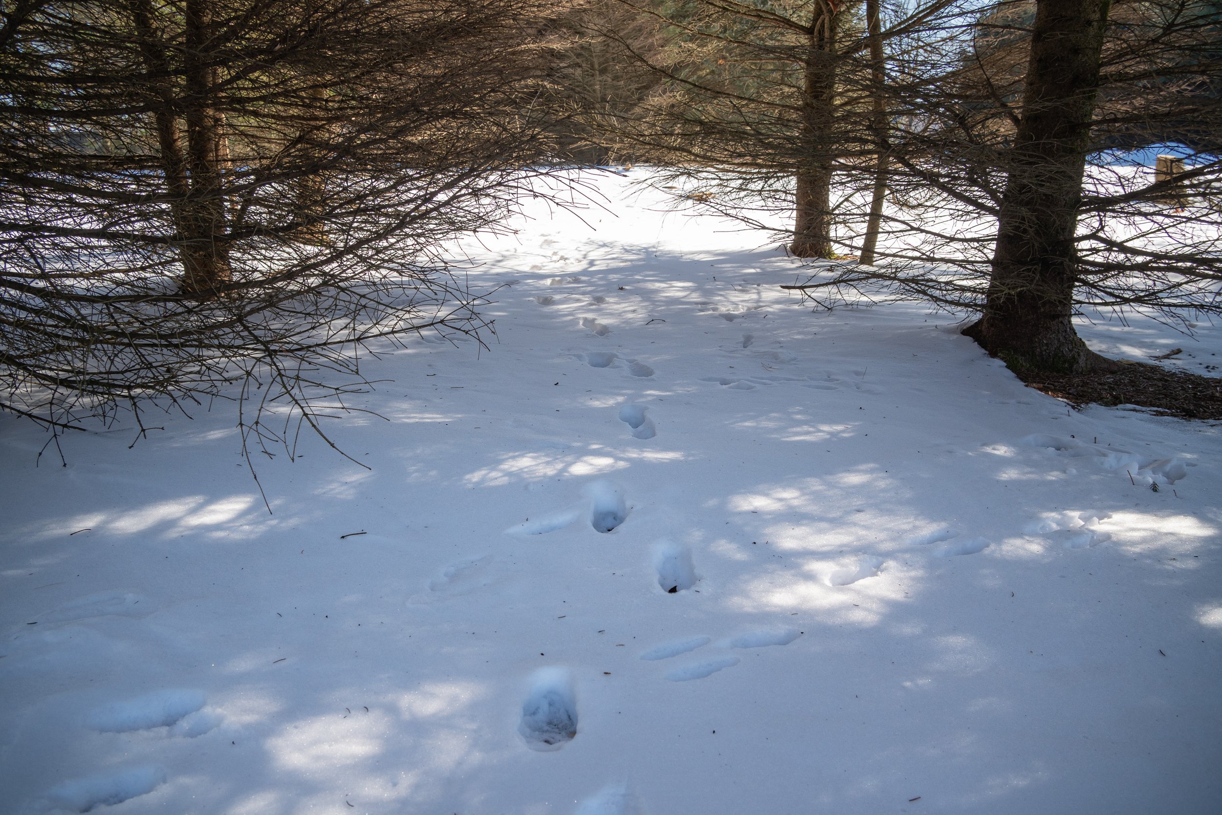 Meadowshire_Winter_Snow_Path.jpg