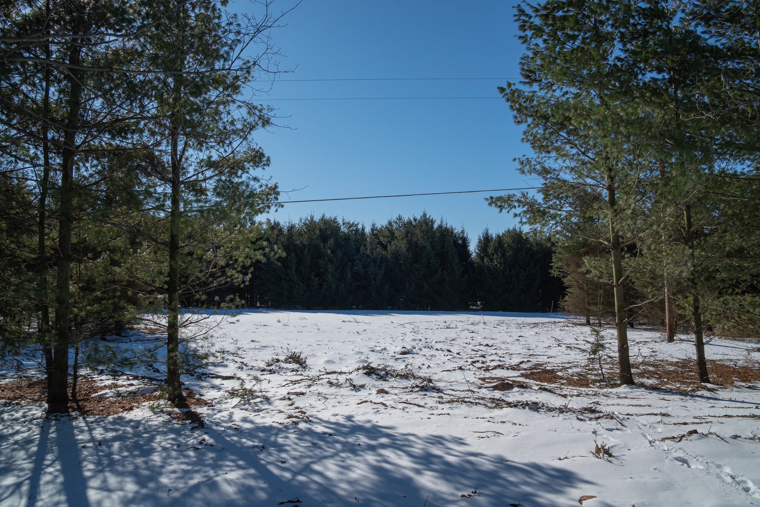 Meadowshire_Winter_Trees and snow.jpg