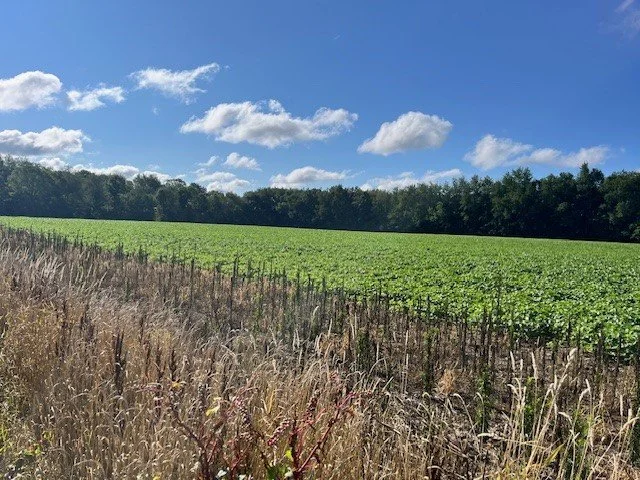 View of Site and woods behind.jpg