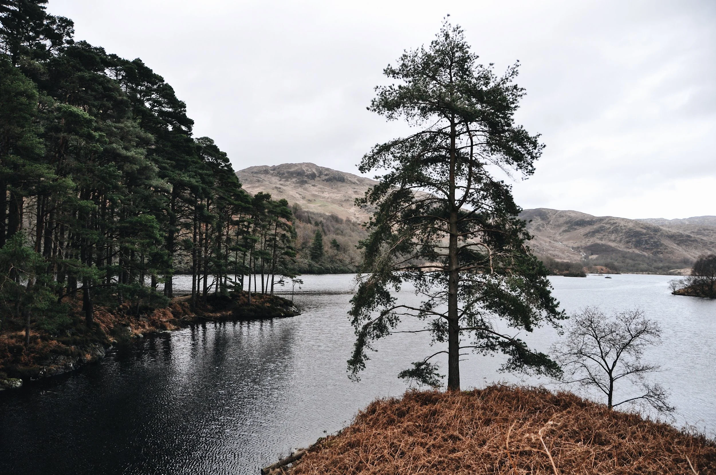 ScotsPine_2EE97250-445A-4FB9-BD6E-6EBF67444E19.JPG