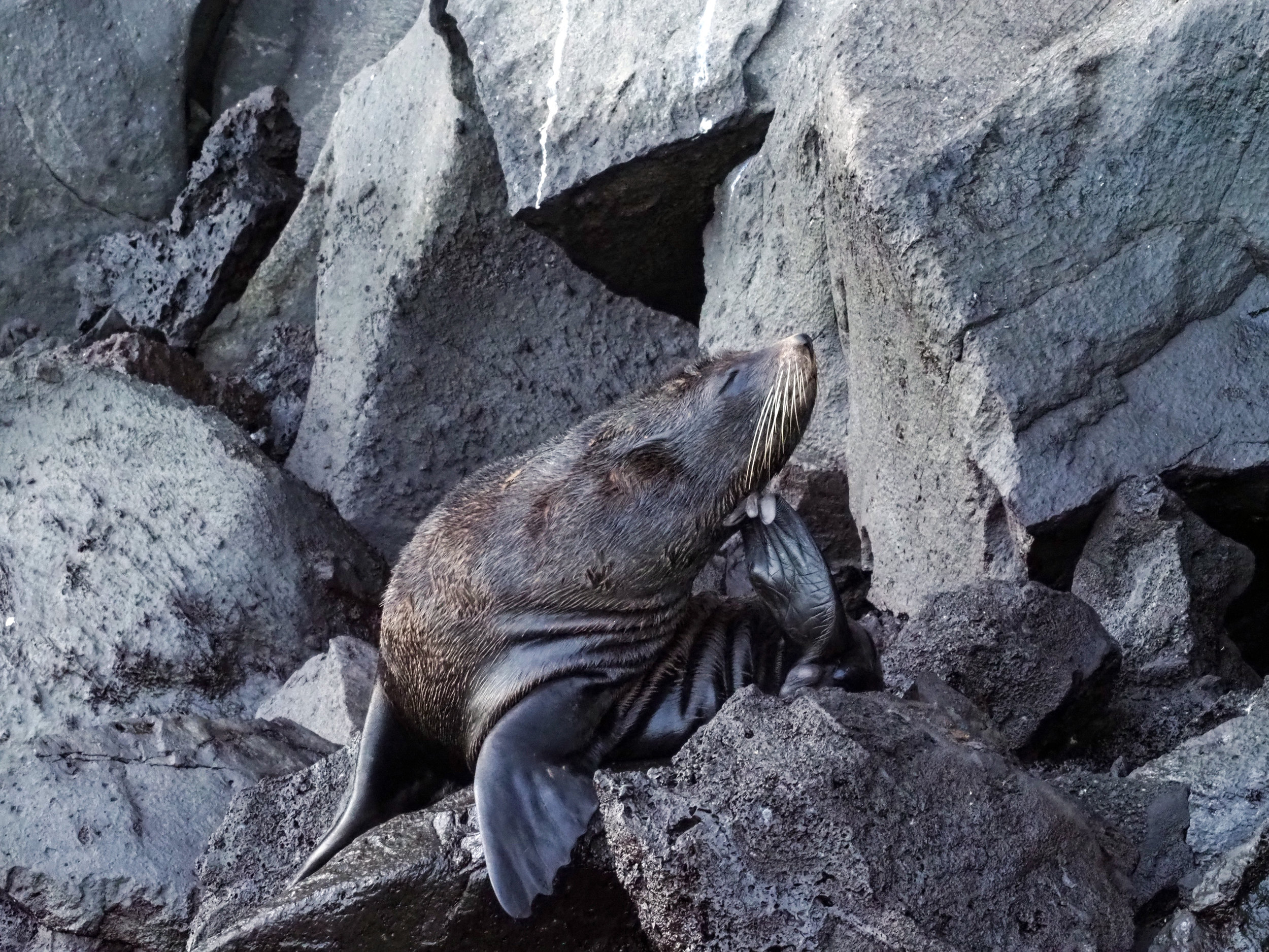  fur seal, Buccaneer's Cove, Santiago Island 