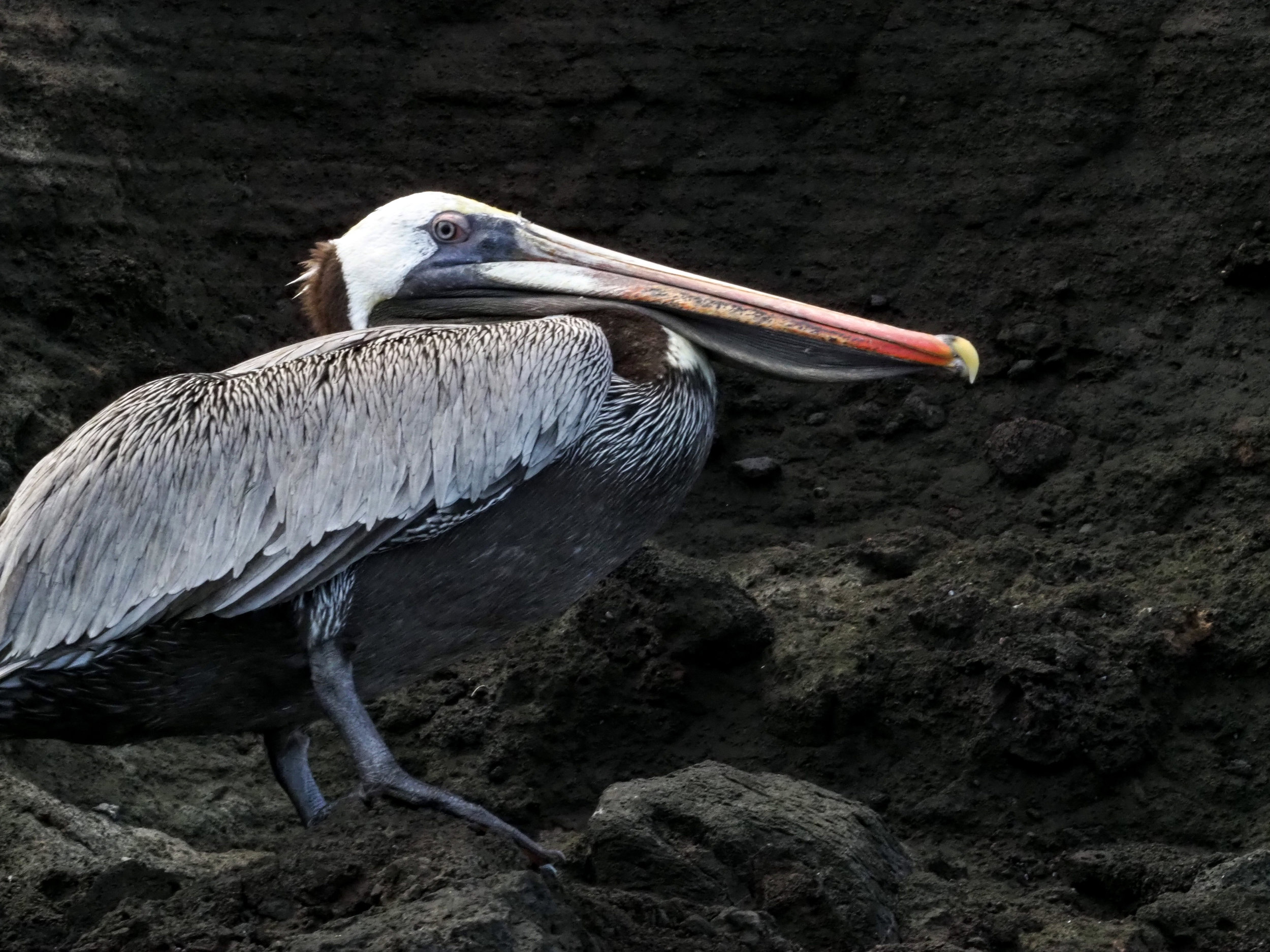  brown pelican, Buccaneer's Cove, Santiago Island 