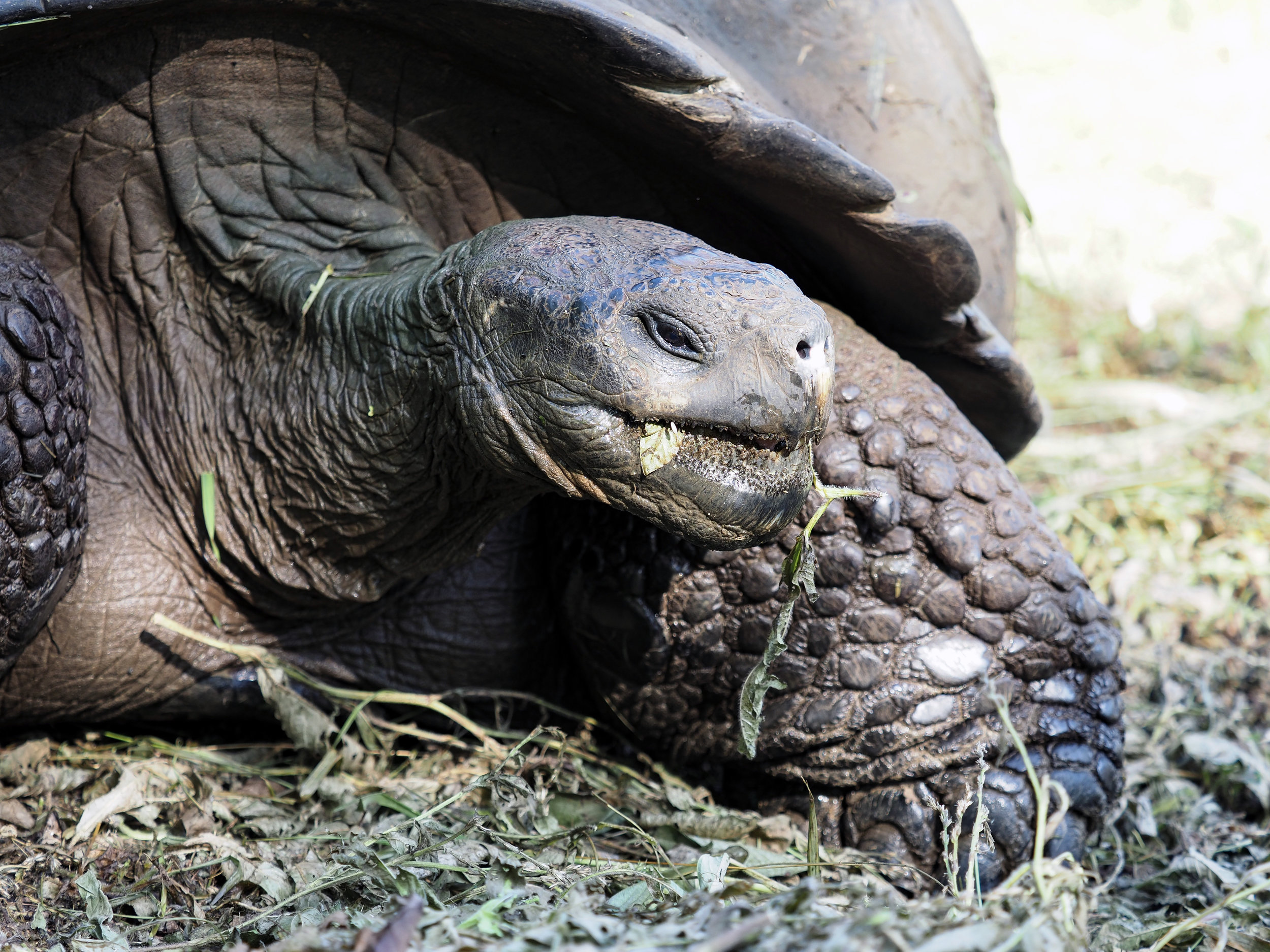  Galápagos giant tortoise, Santa Cruz  