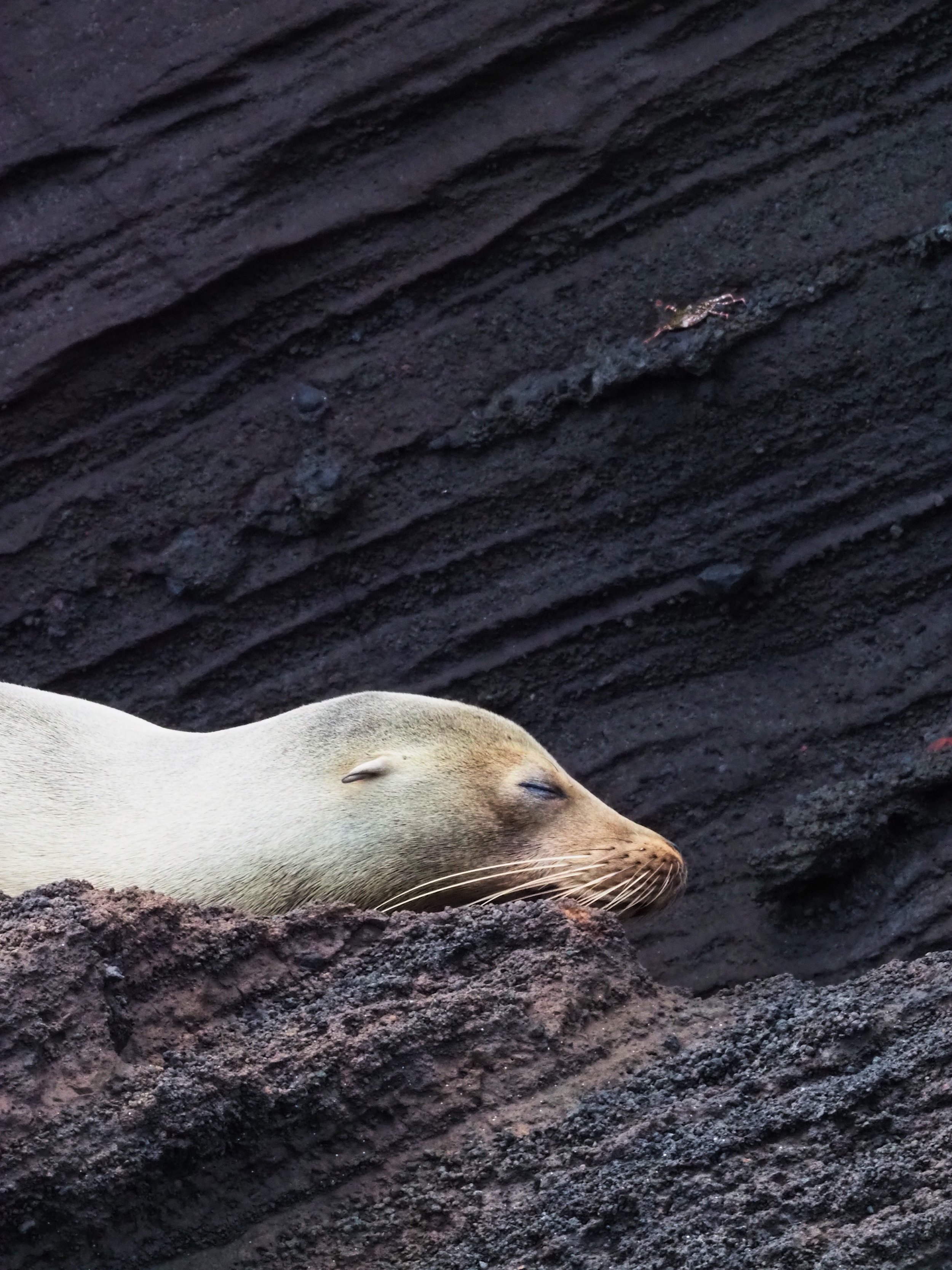  sea lion, resting, same cove 
