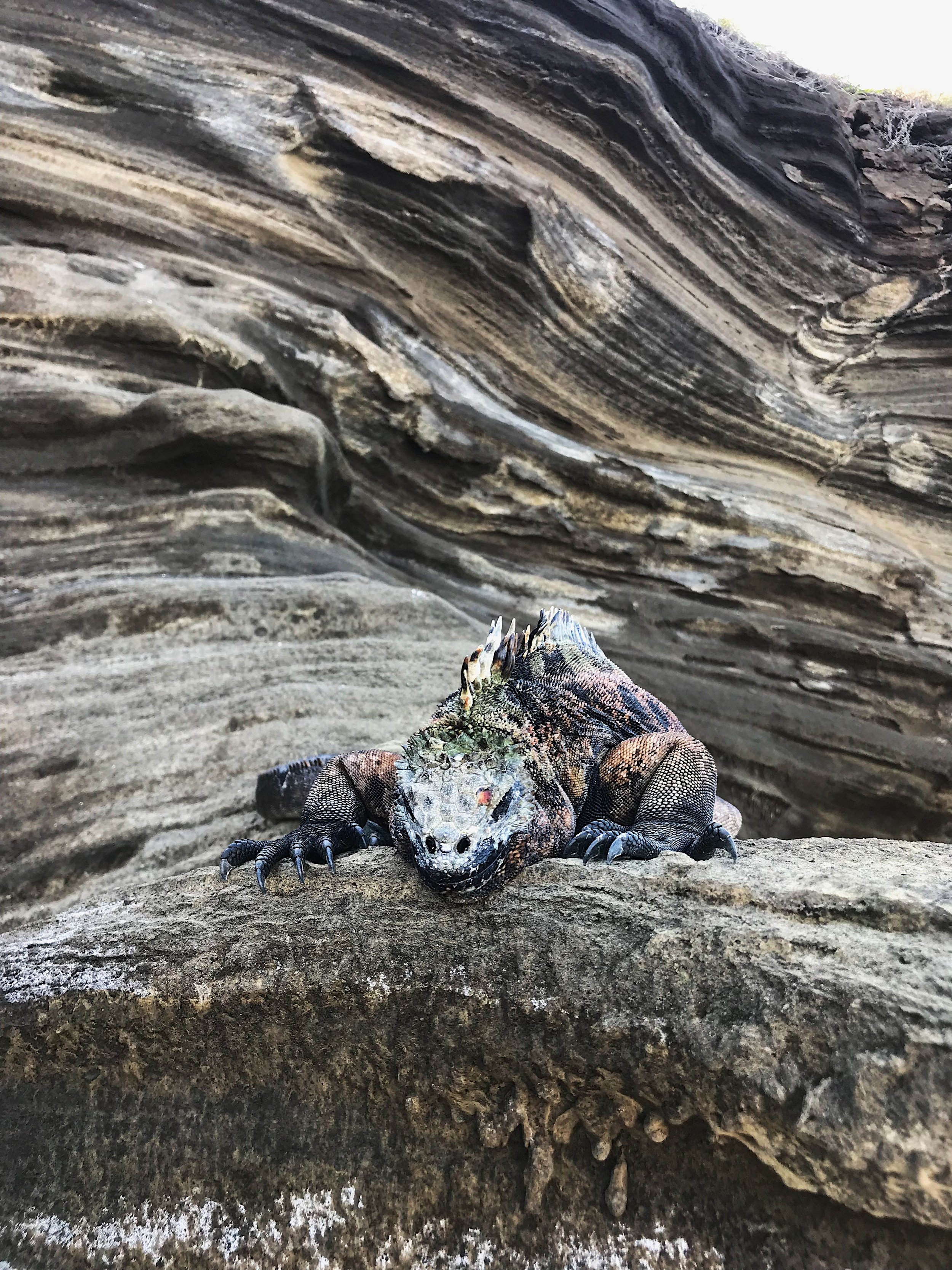  marine iguana, Santiago Island 