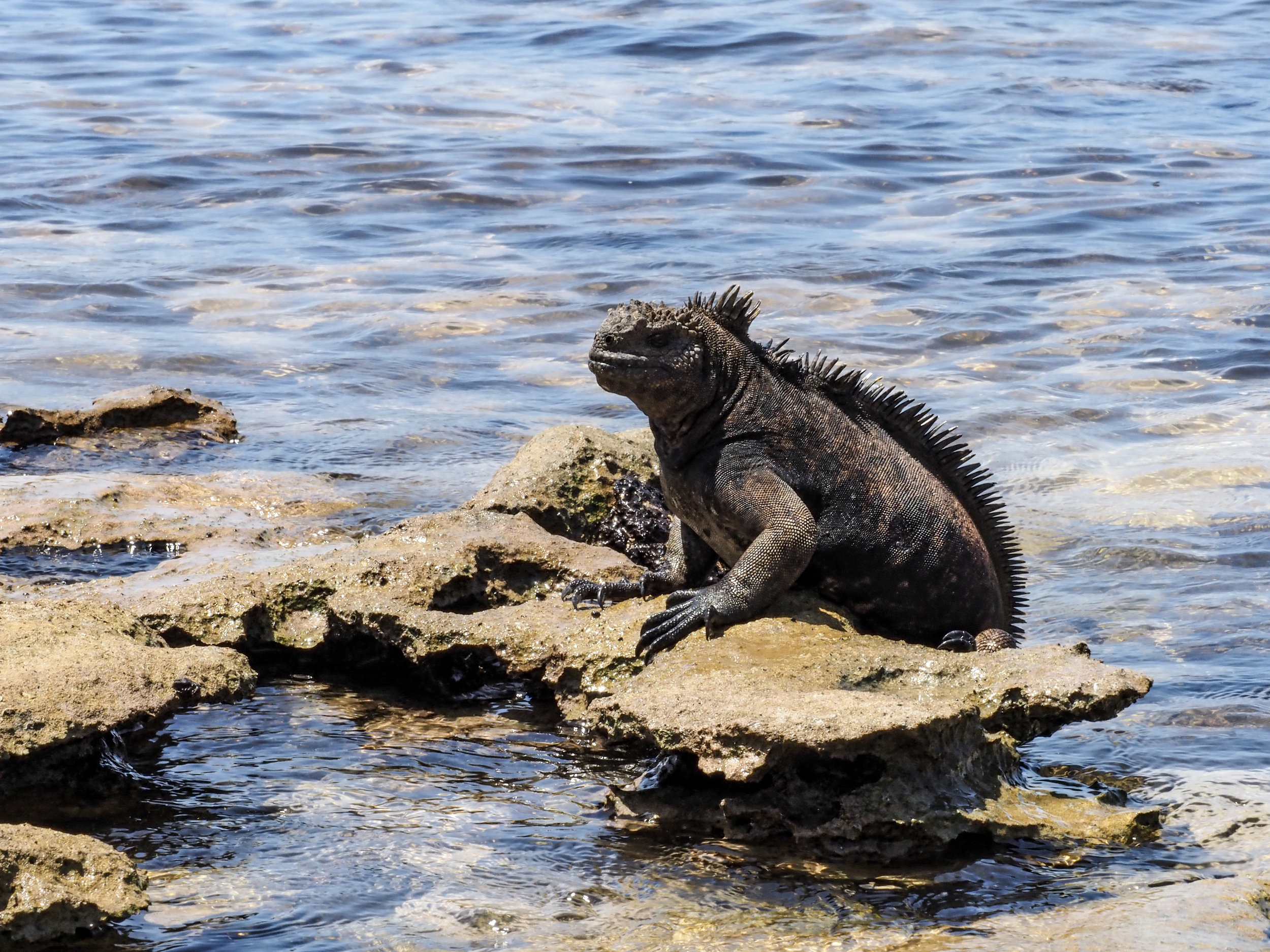  marine iguana, North Seymour 