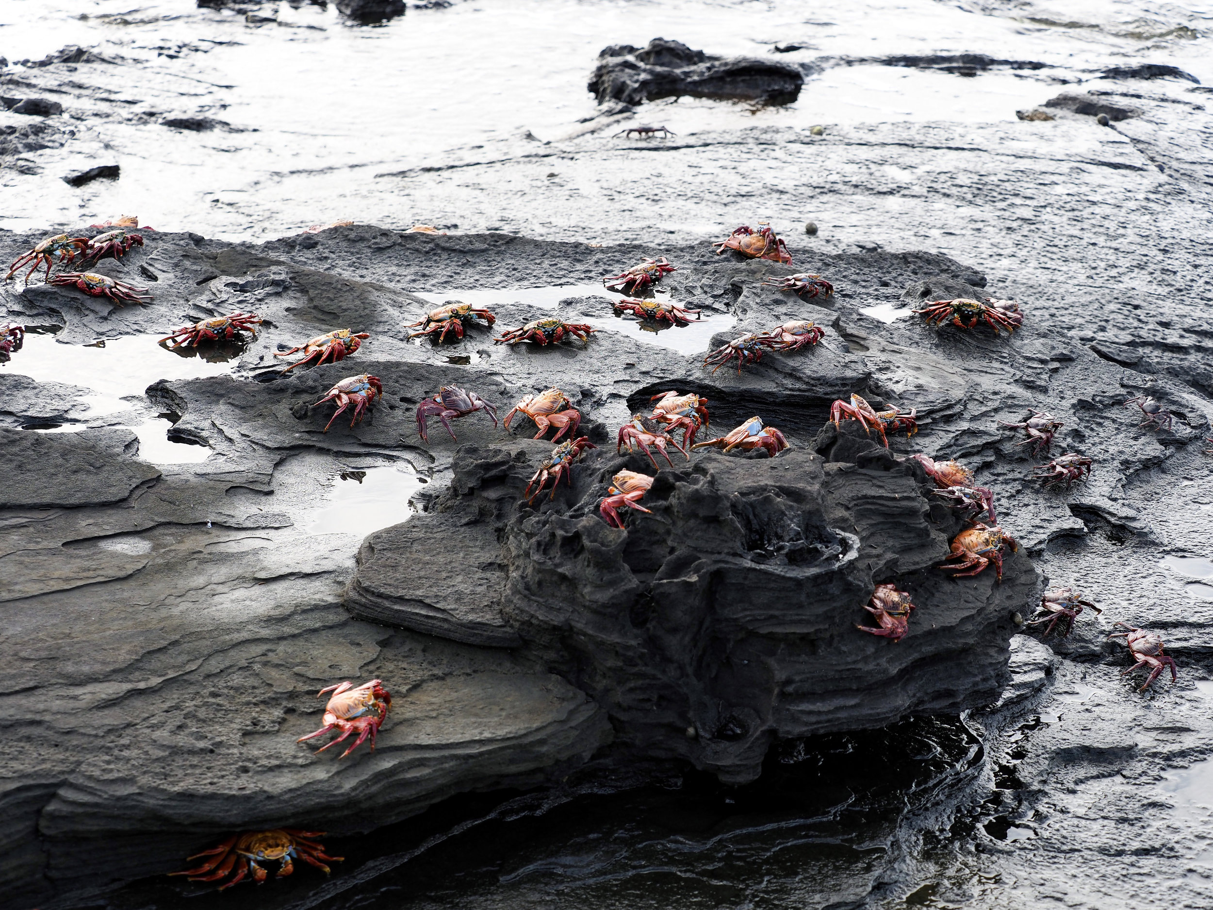  Sally Lightfoot crabs, Sullivan Bay, Santiago Island 