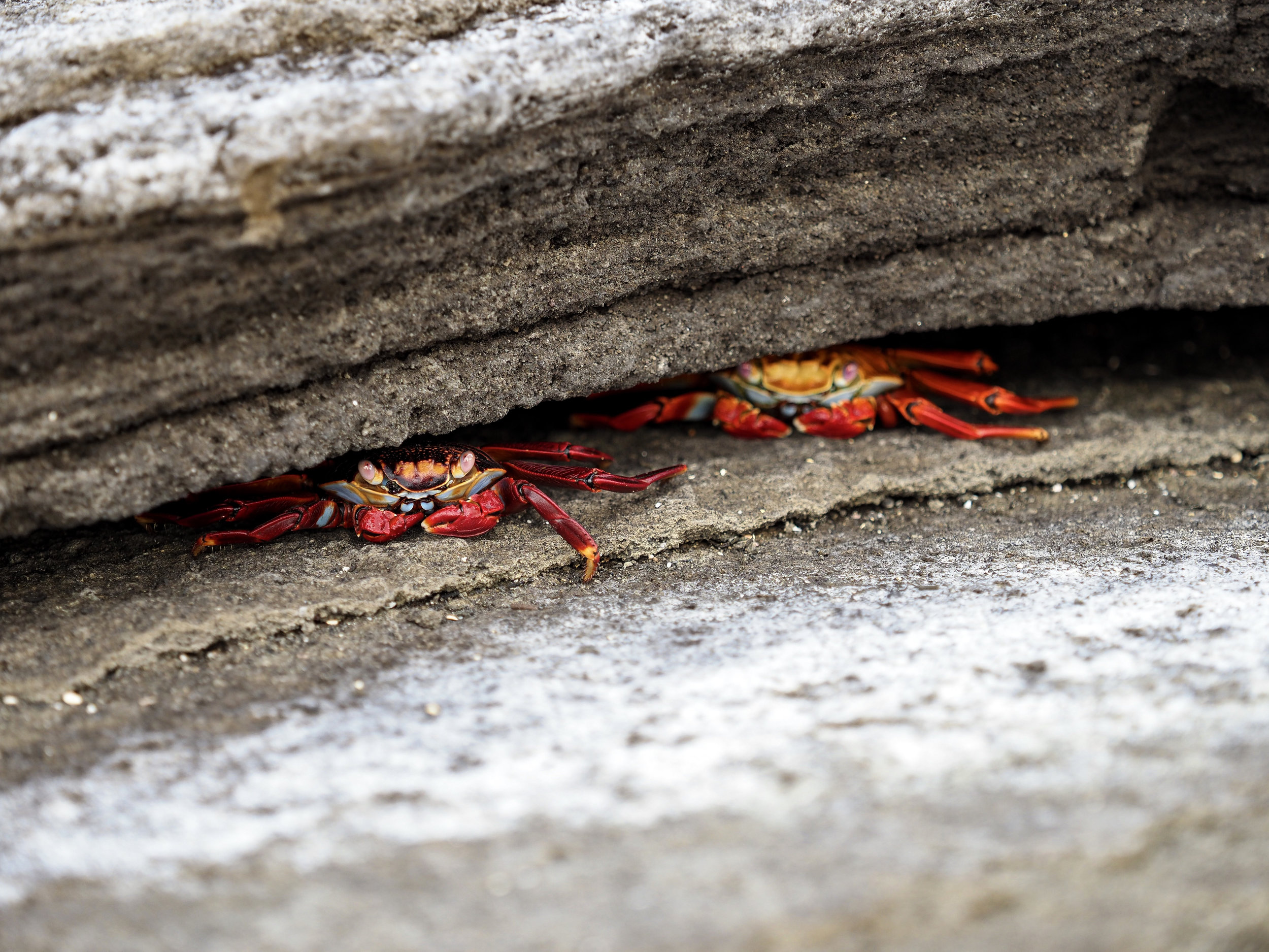  Sally Lightfoot crabs, Sullivan Bay 