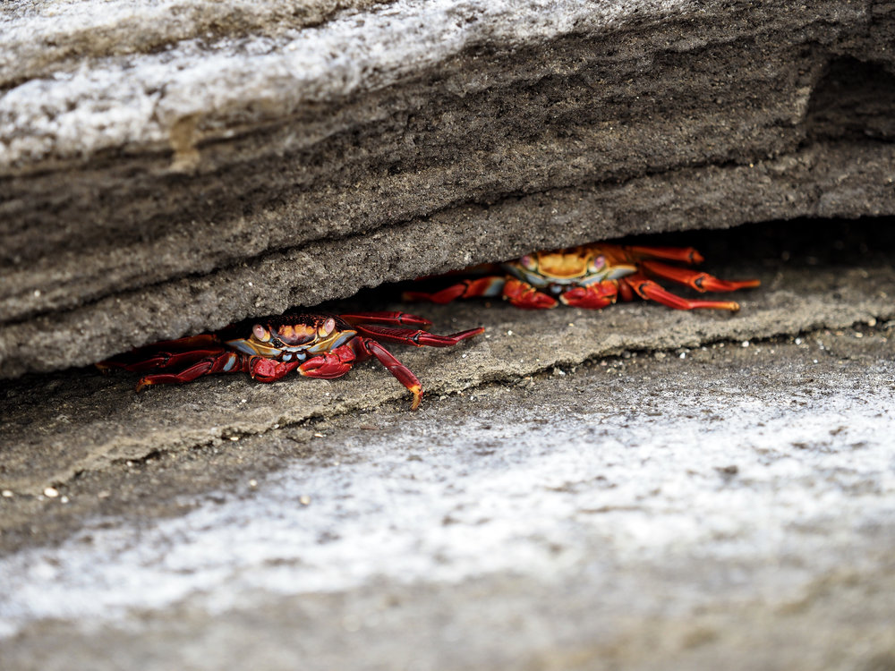  Sally Lightfoot crabs, Sullivan Bay 