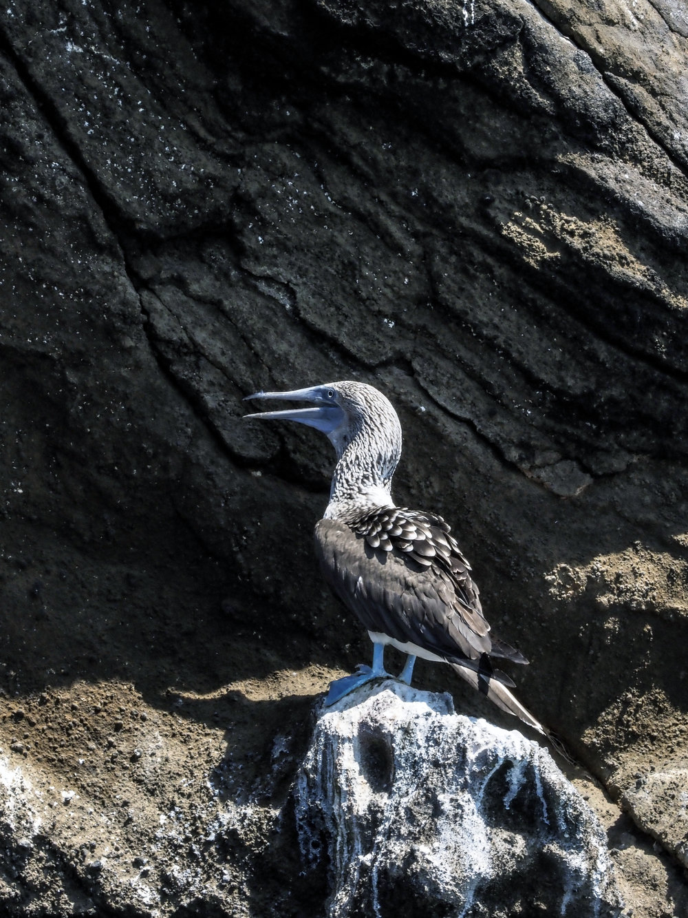  blue-footed booby 