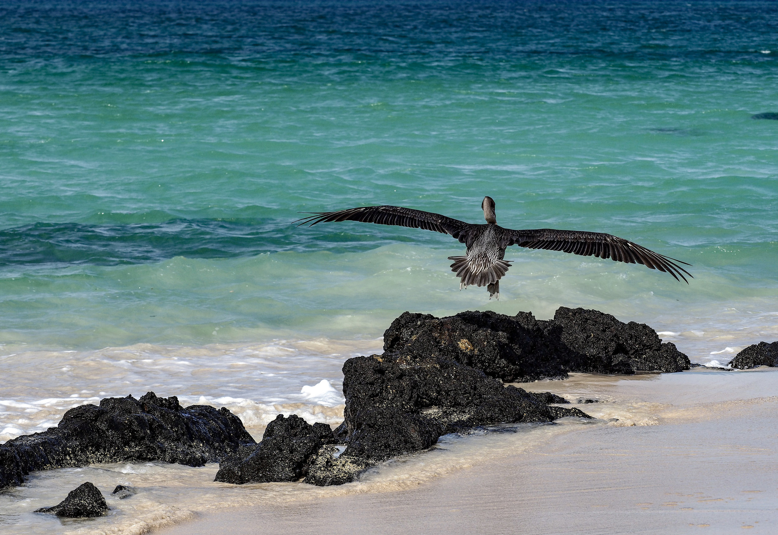  Galápagos Pelican taking off, Playa las Bachas, Santa Cruz 