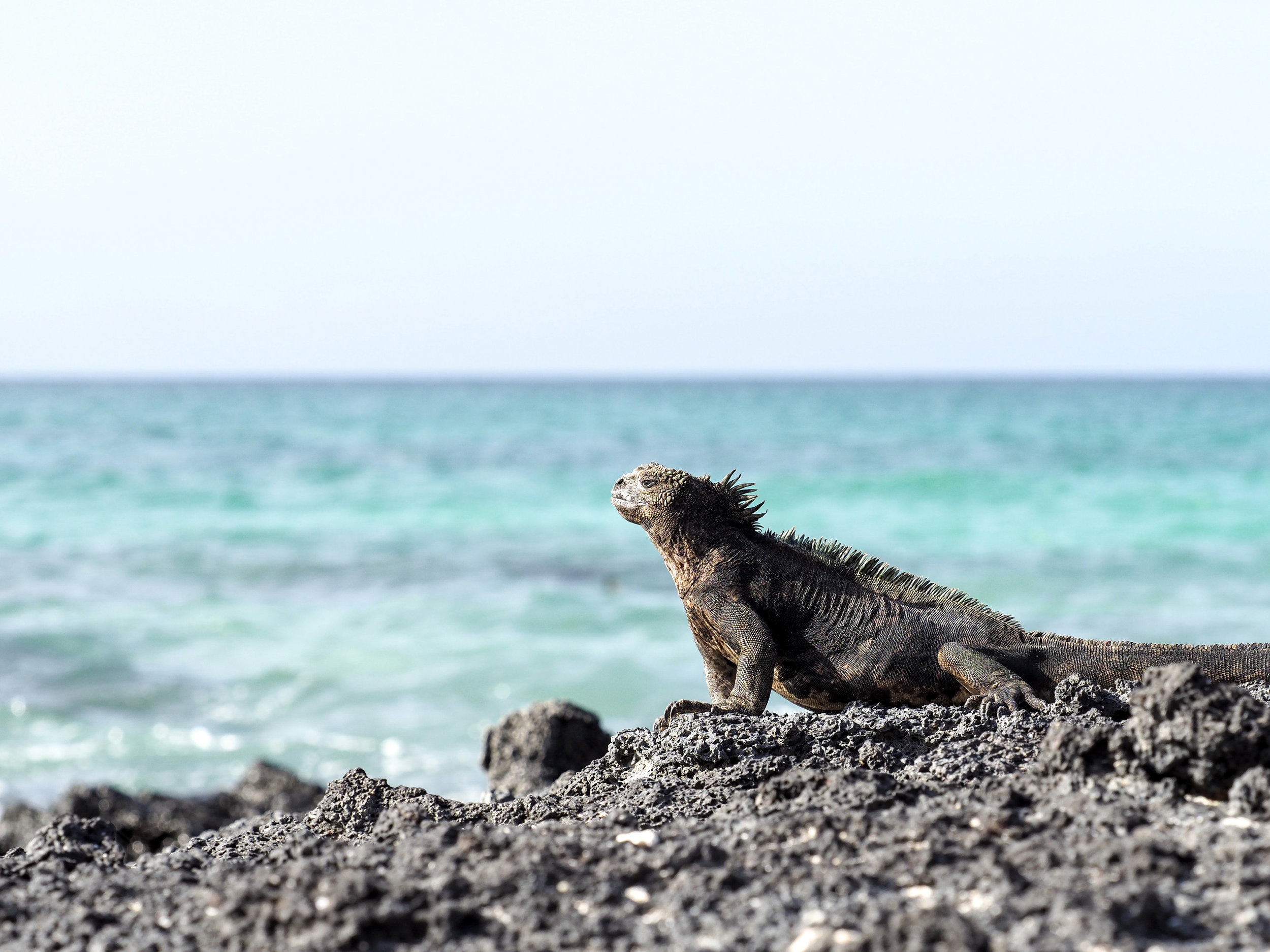  marine iguana, Playa las Bachas, Santa Cruz 