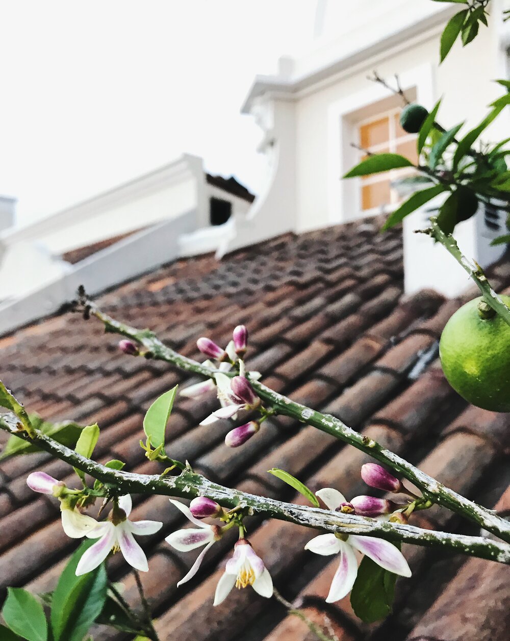   citrus blossoms, roof terrace,  Casa Gangotena   