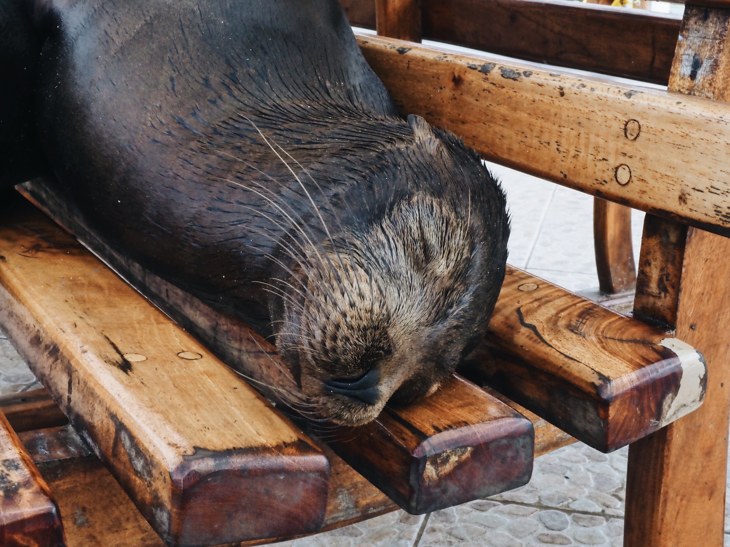  nap time at the pier, Puerto Ayora 