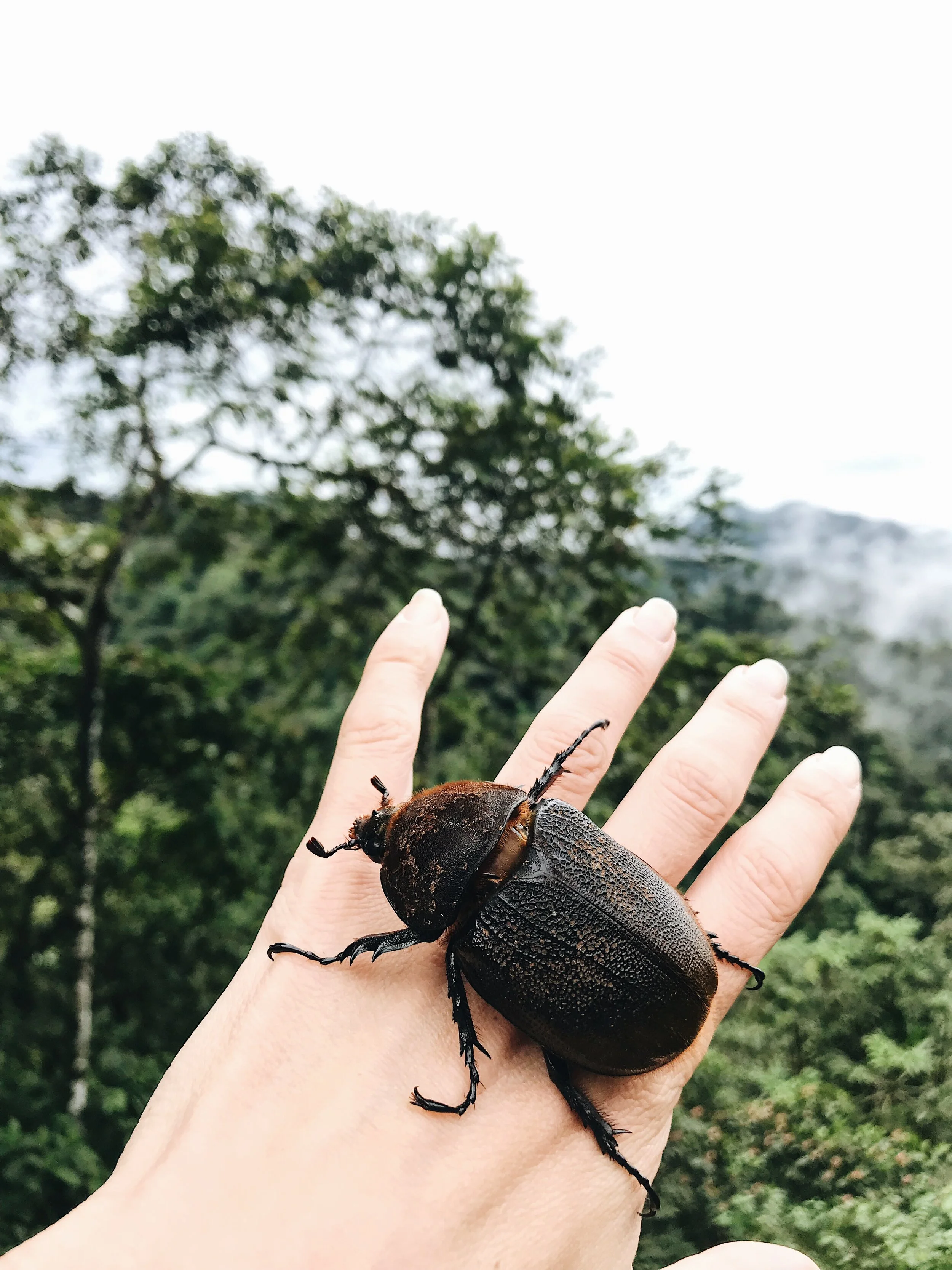  and a big brown beetle 