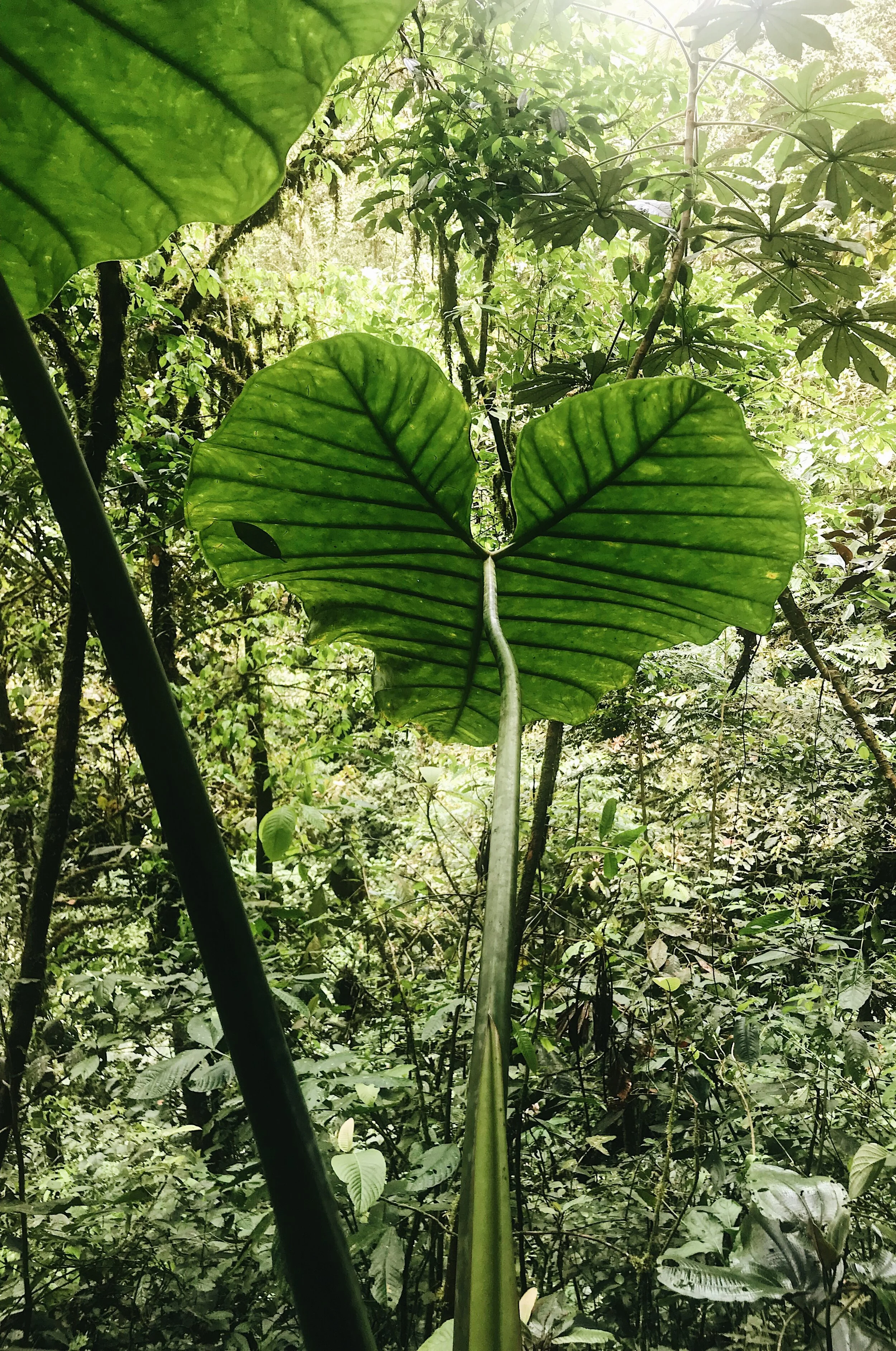  Elephant Ears, high above 