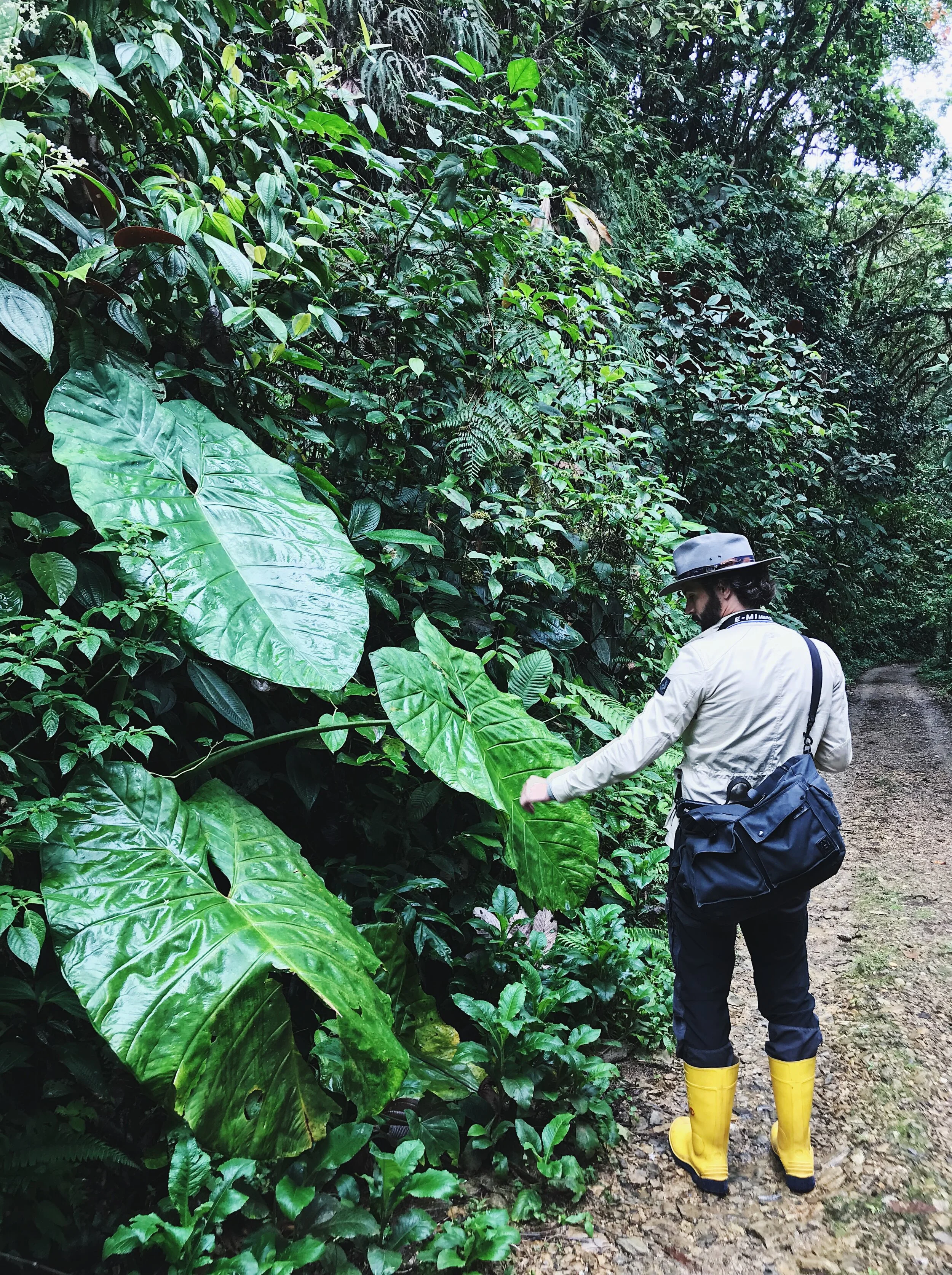  Tommy, dwarfed by Elephant Ear plants 