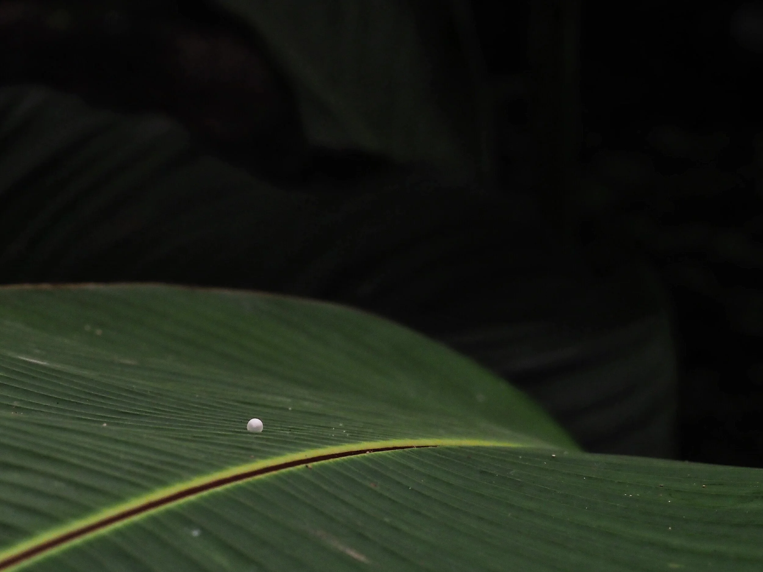  Owl Butterfly egg 