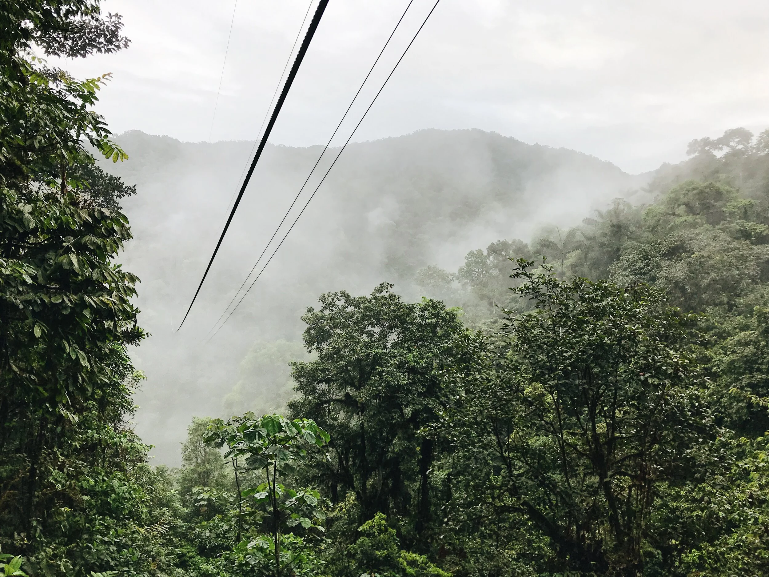  soaring through the canopy 