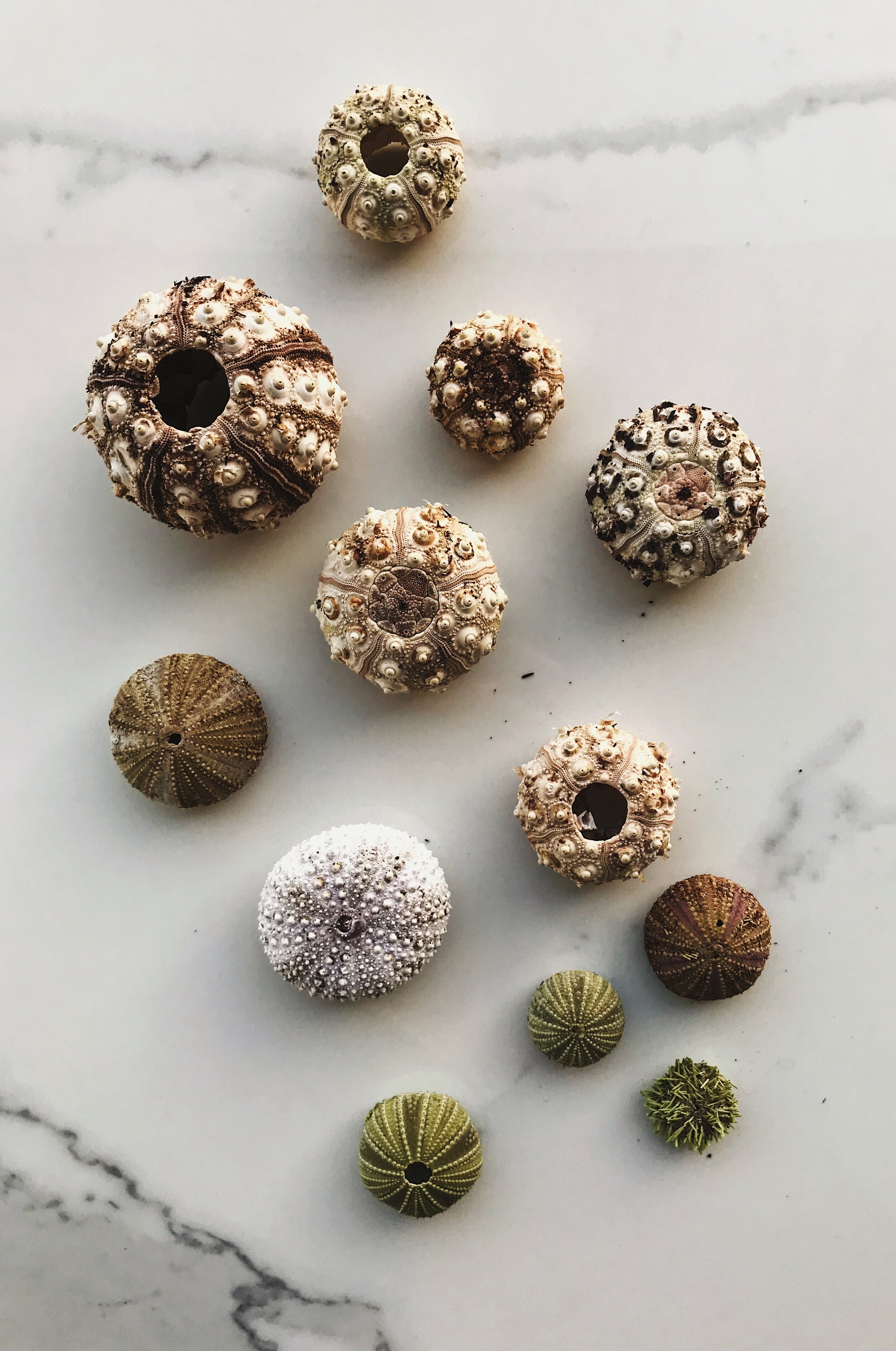  sea urchin tests - pencil-spined, green and others 